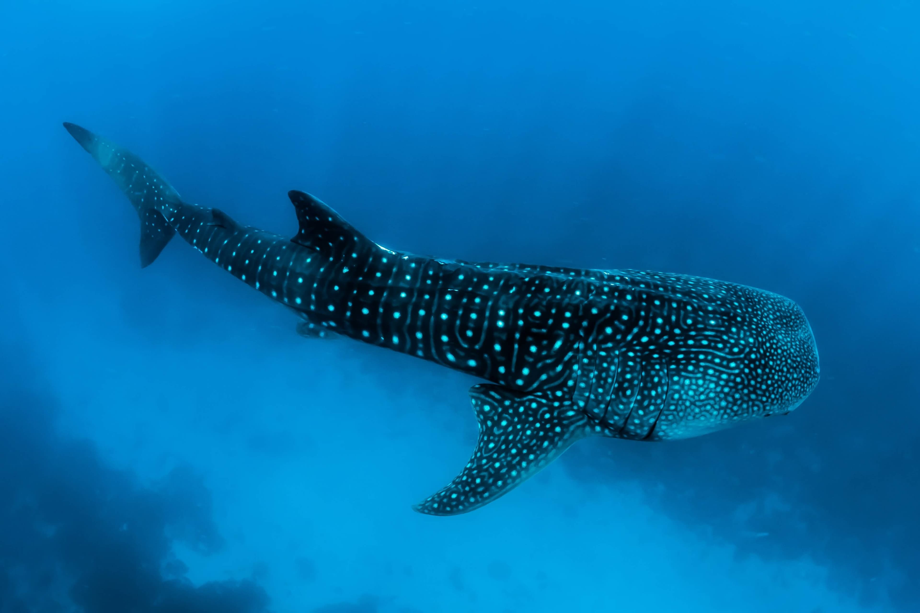 Diver underwater with marine life