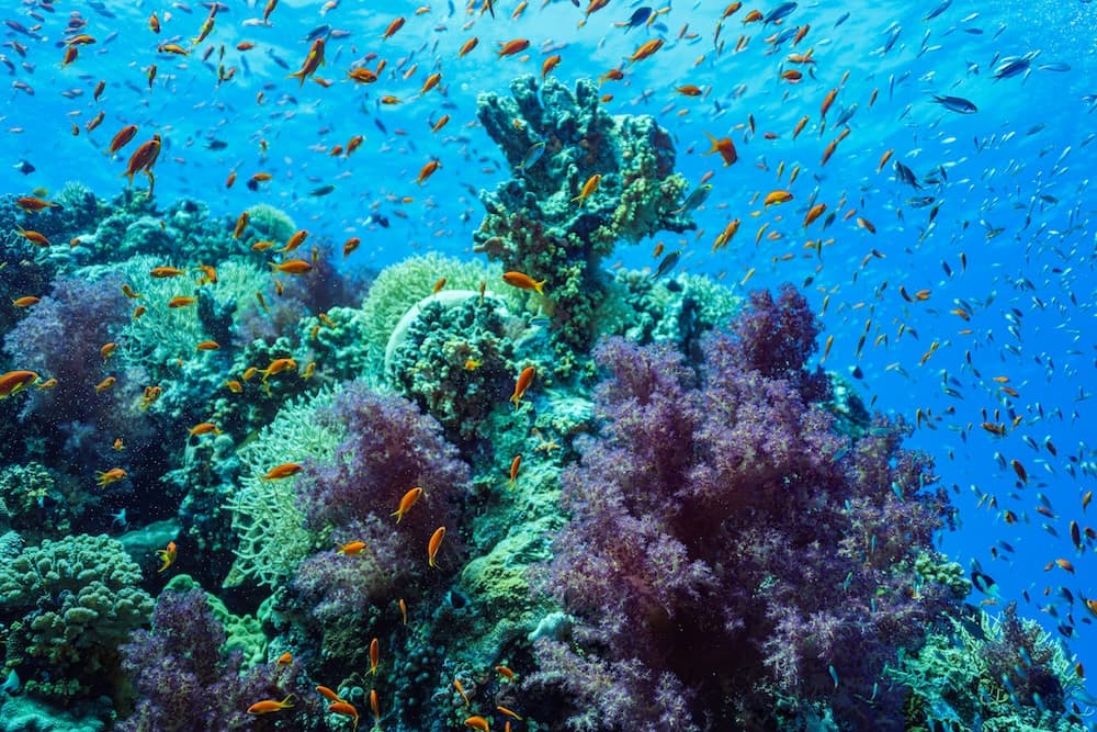 Reef wall and pinnacles
