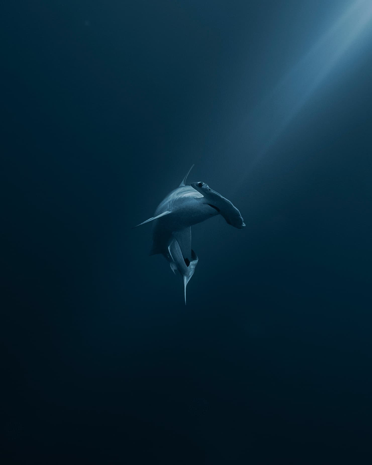 Cabo Private Guide Gordo Banks Hammerhead Scout