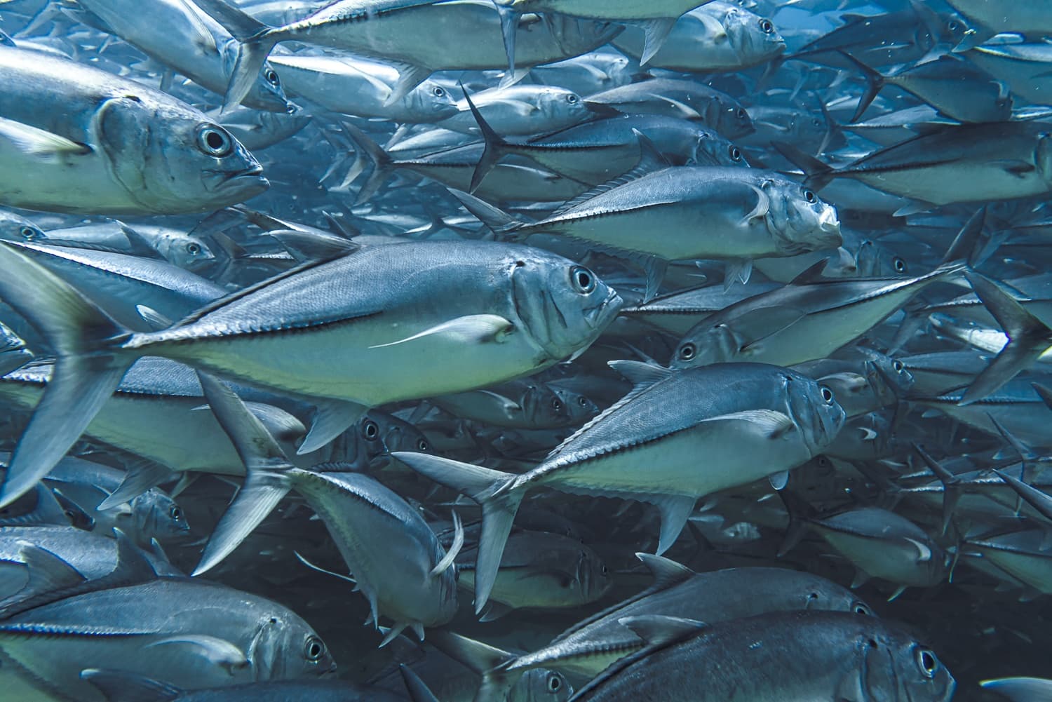 Cabo Private Guide hero image