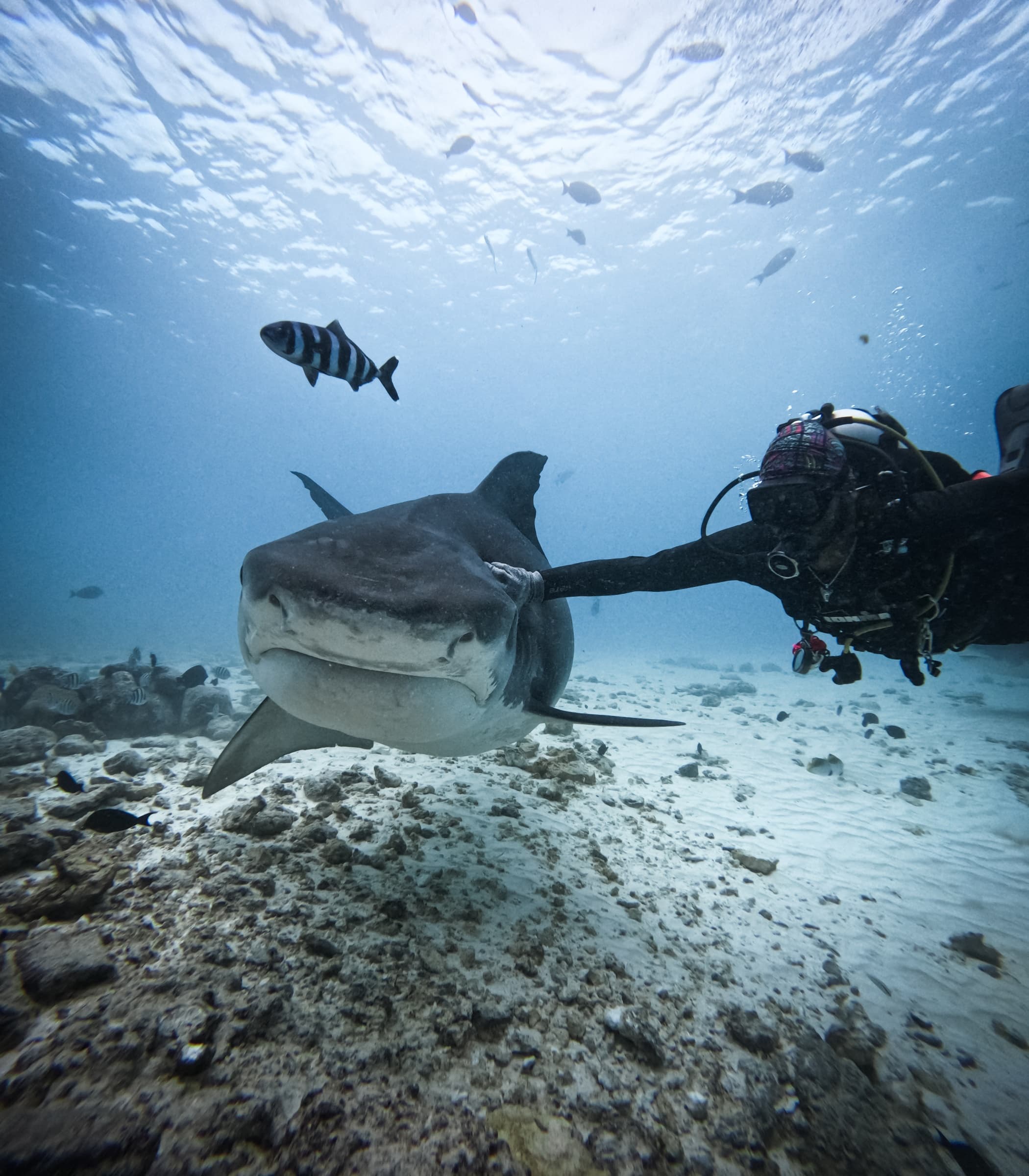 AIG Dive Club featured partner