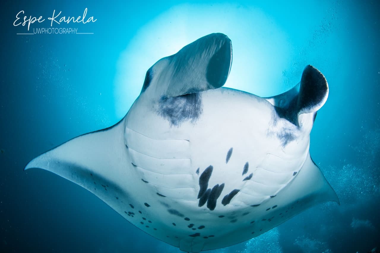 Temple Diving by Mar Adentro hero image
