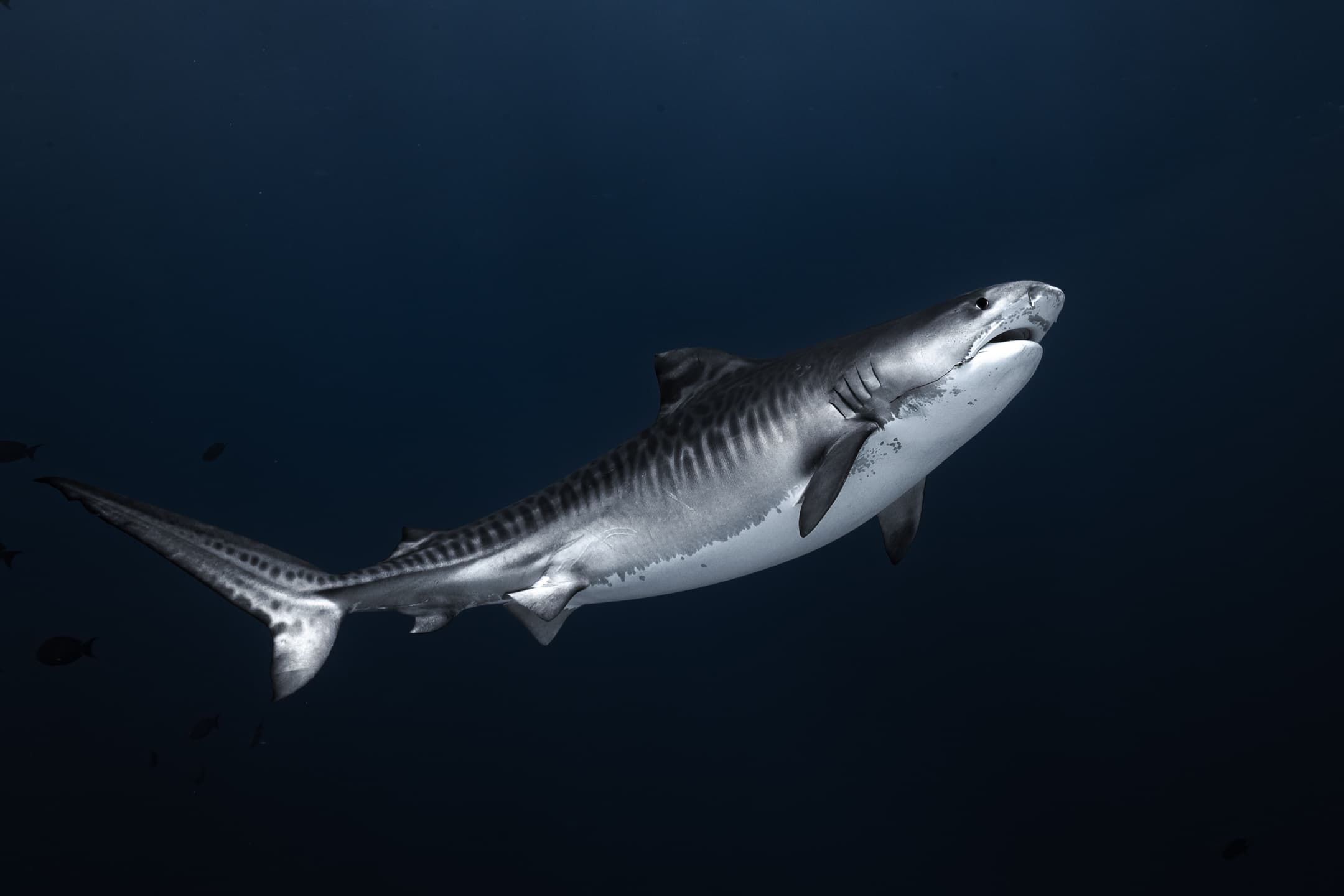 AIG Dive Club hero image