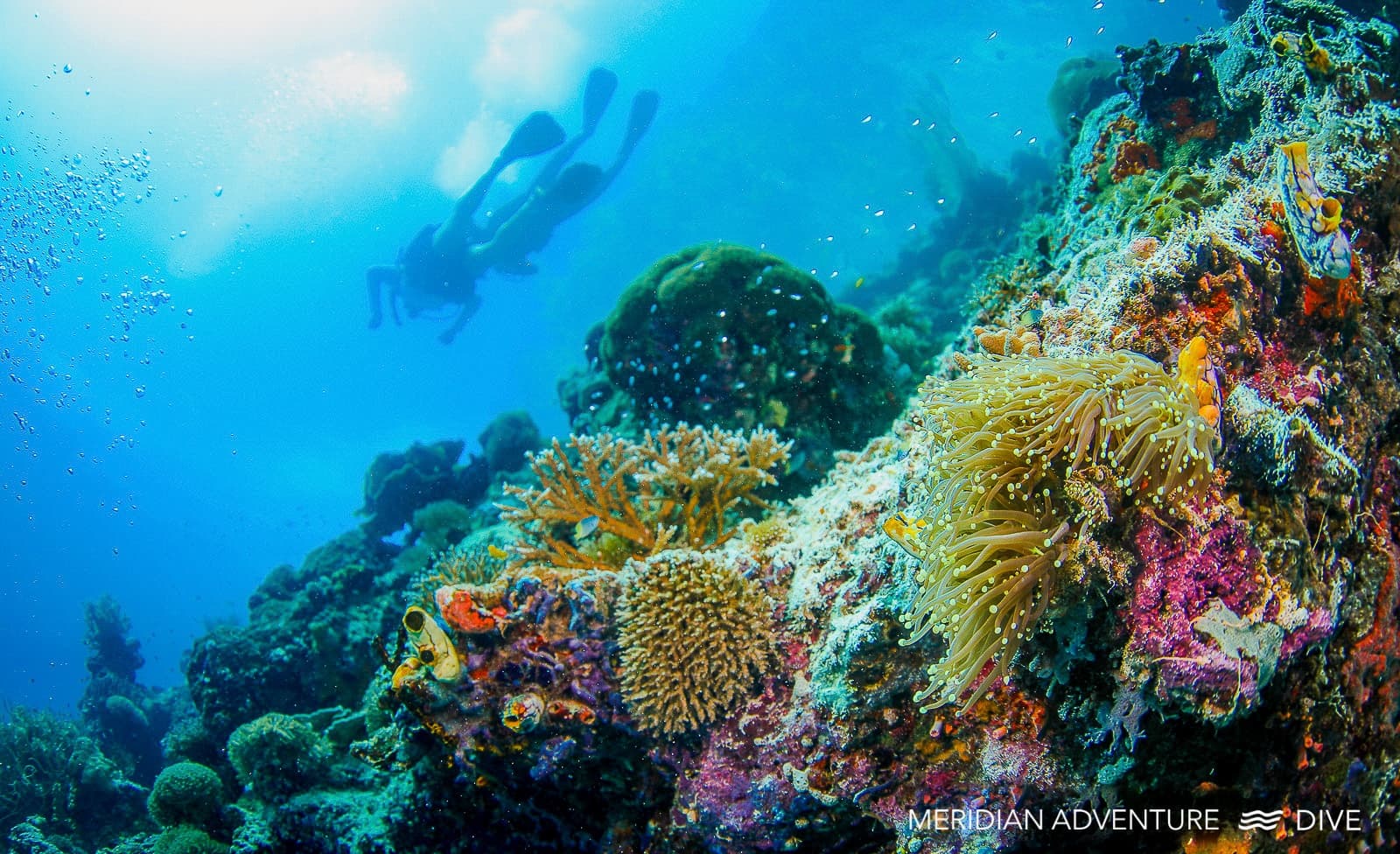 Meridian Adventure Dive Featured Partner