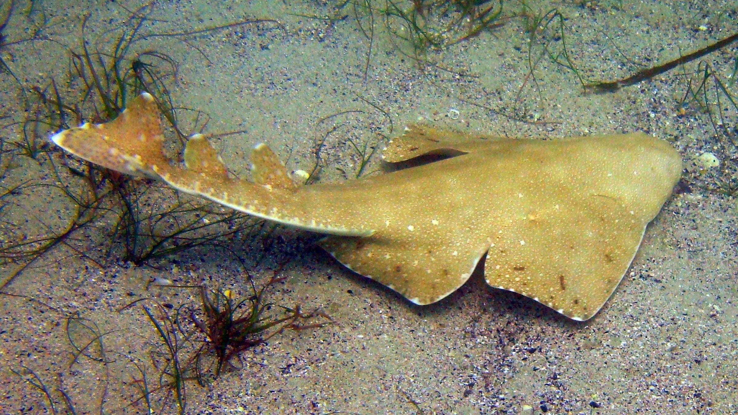 Australian angelshark ( Squatina australis ) at the Bicheno Dive Centre, Tasmania