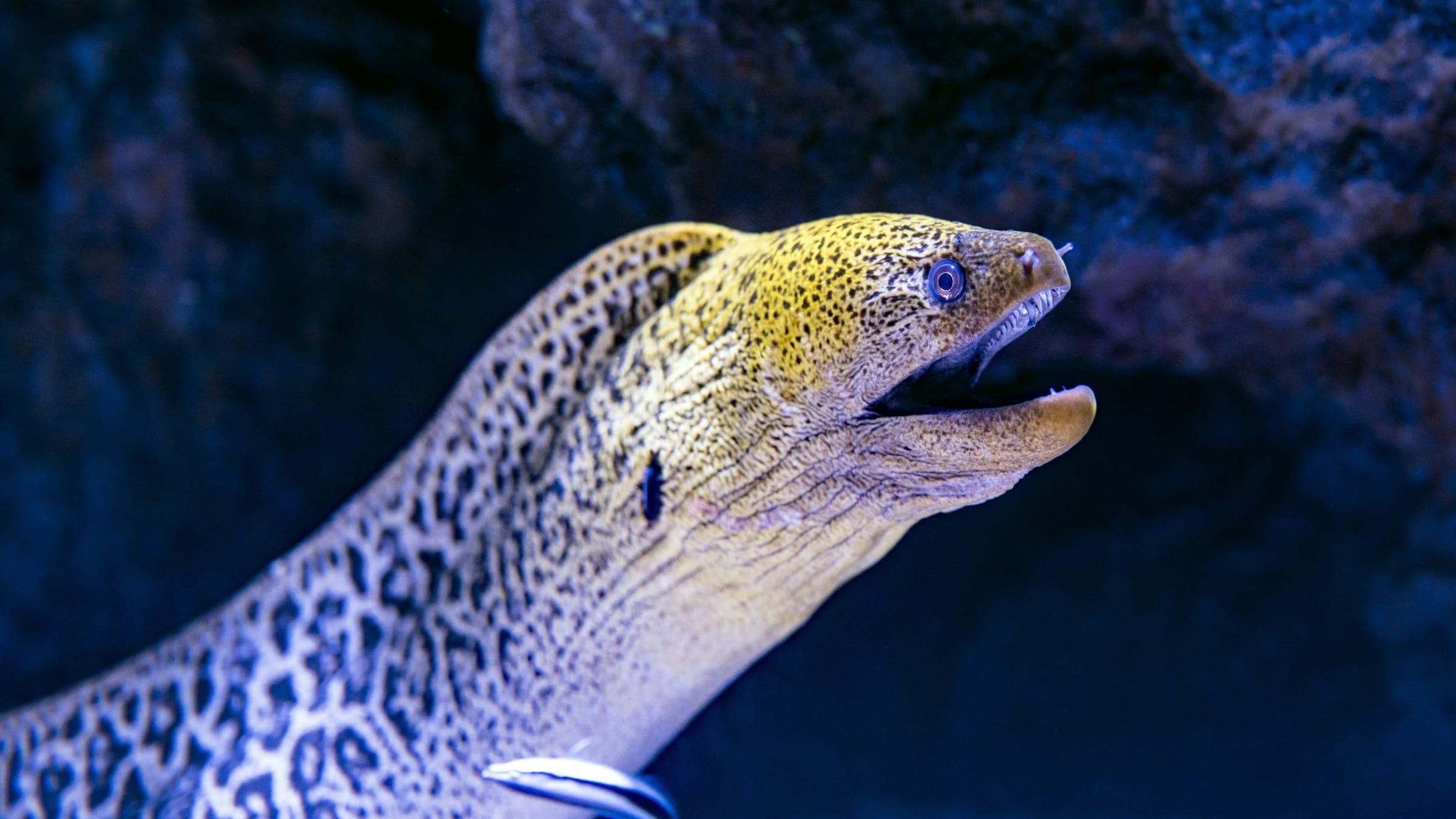 gray snake photography