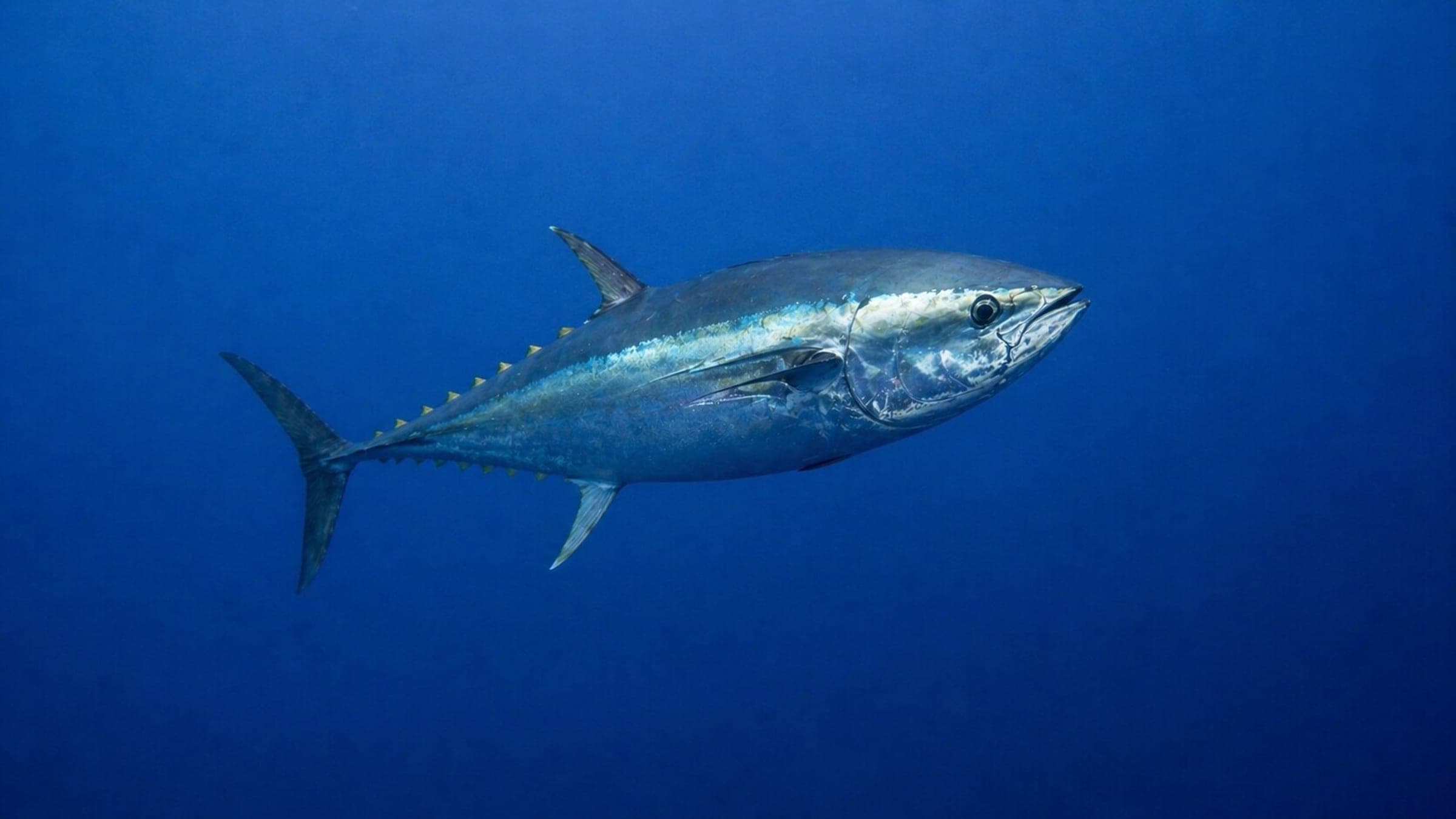Photo of Tuna