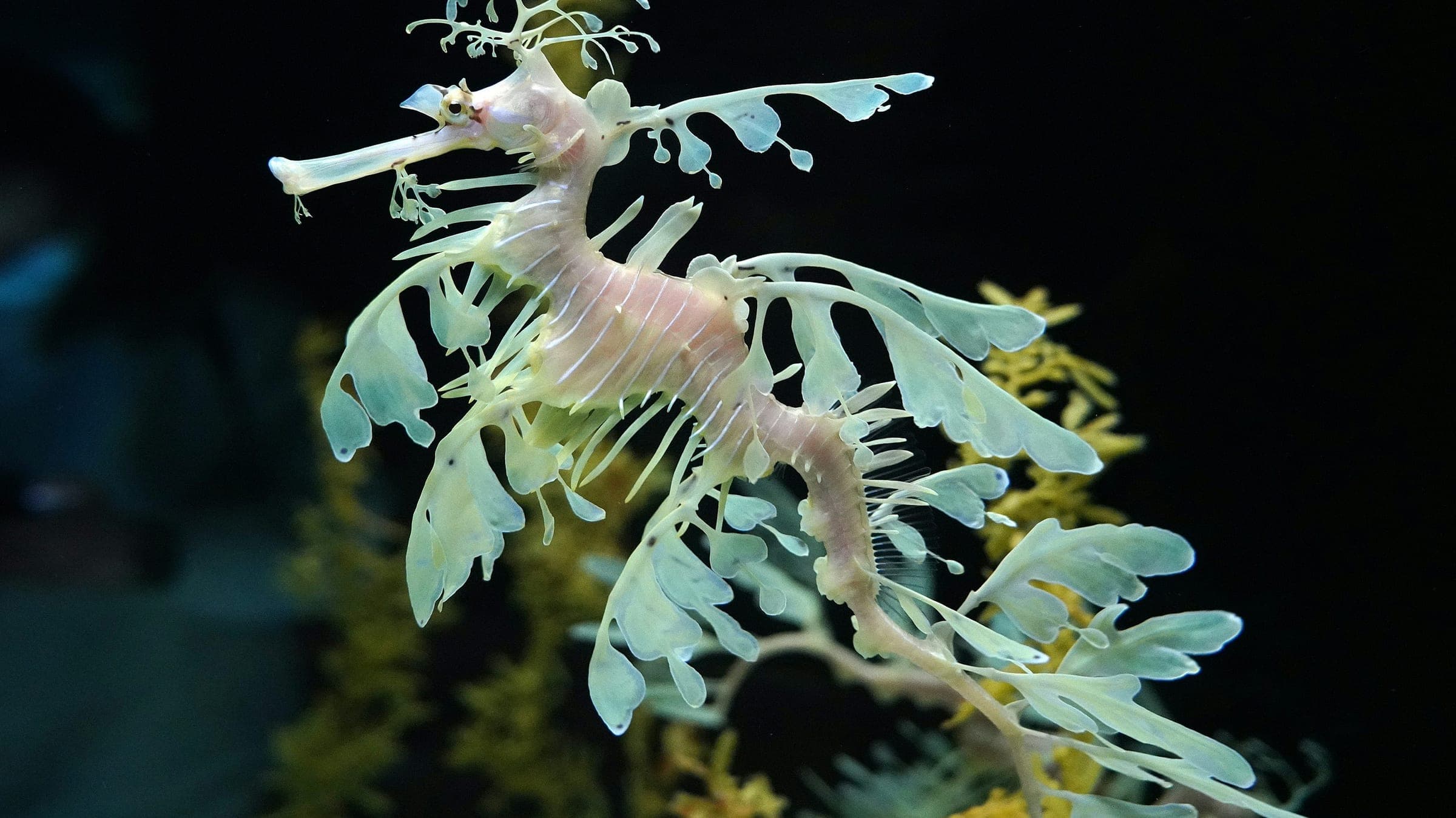 A leafy seadragon floats in the water.