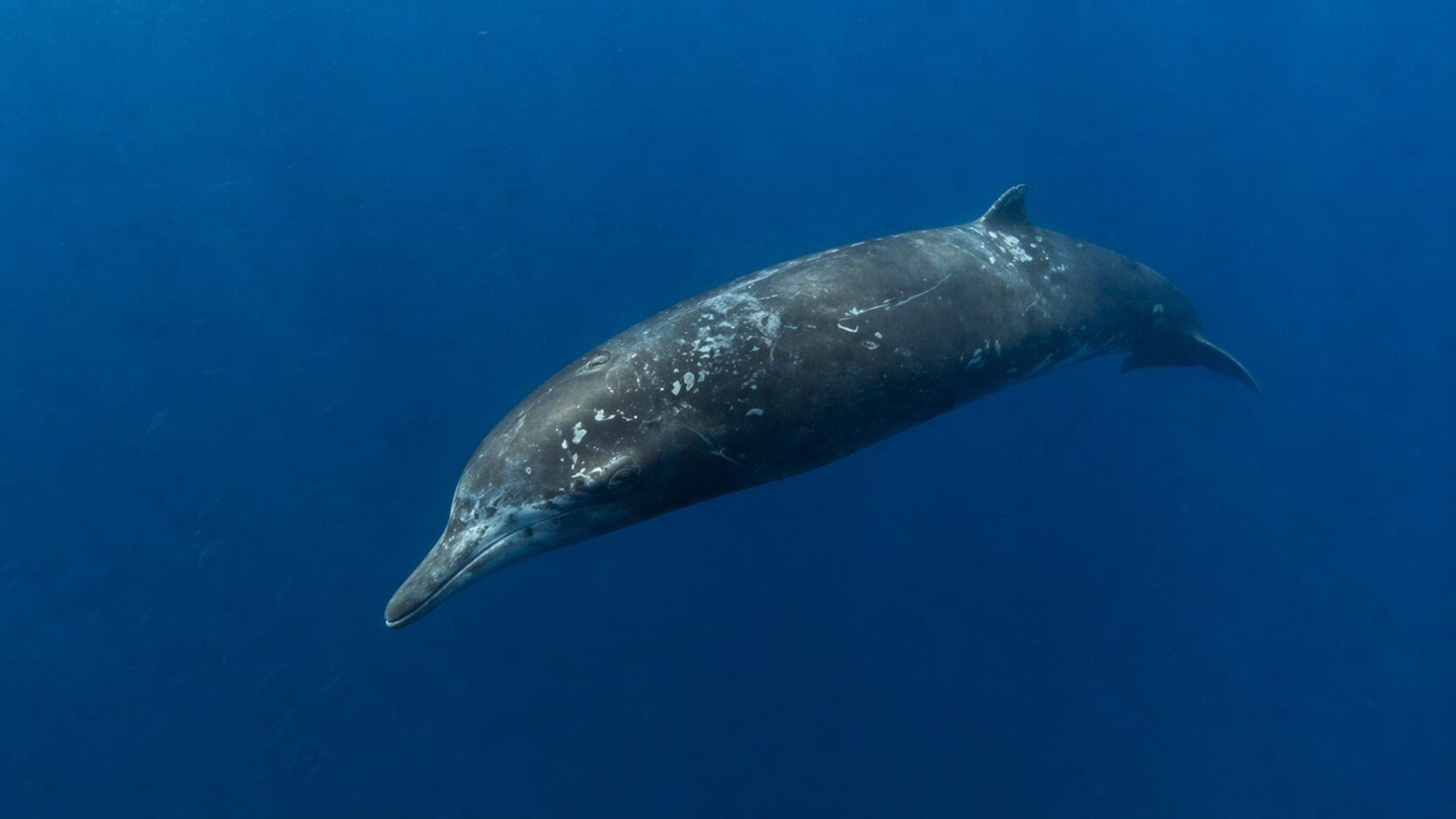 Foto de una ballena de pico