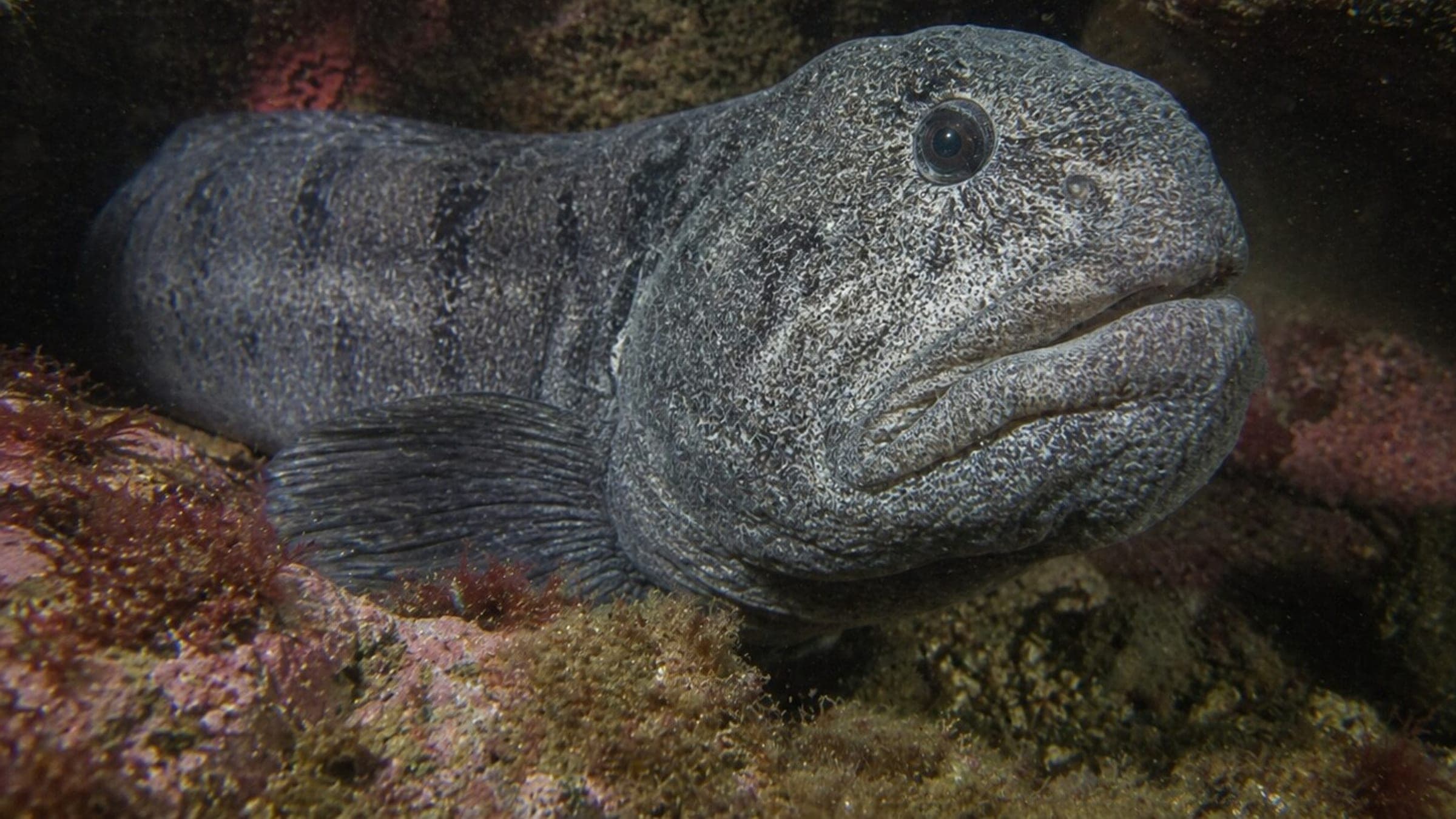 Photo of Wolf Eel