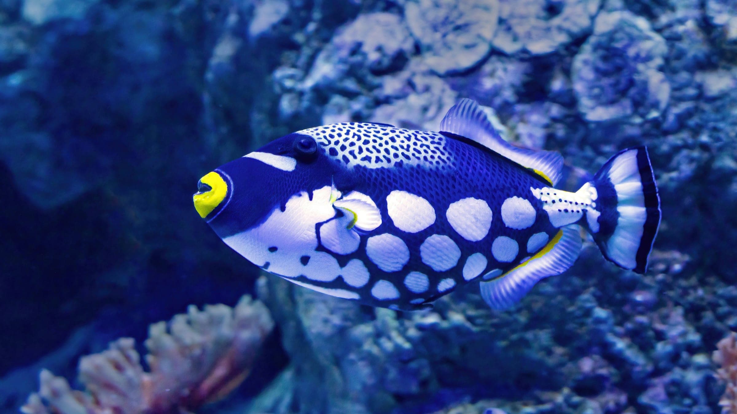 a blue and white fish in an aquarium