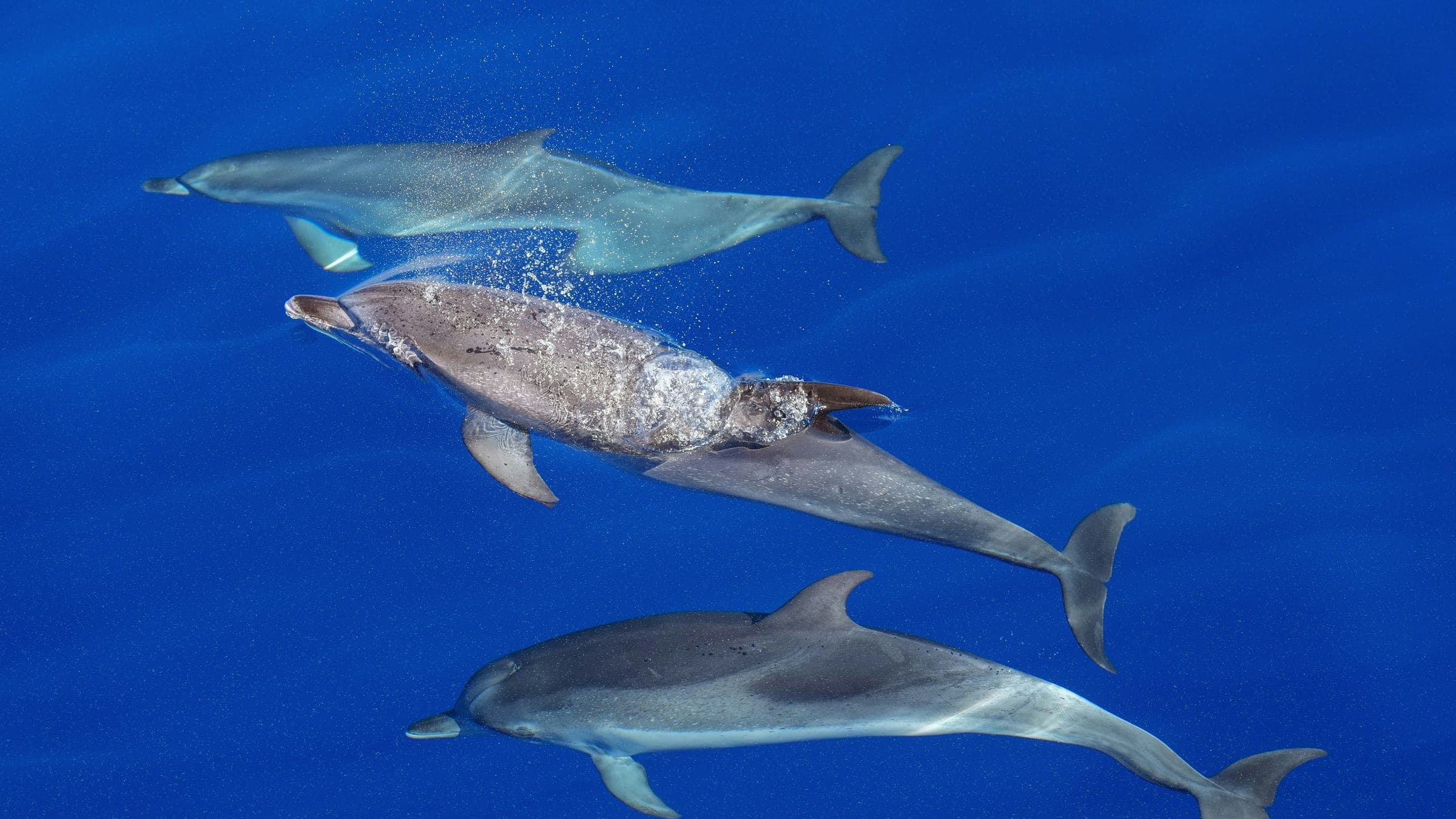 Three dolphins swimming in clear blue ocean water