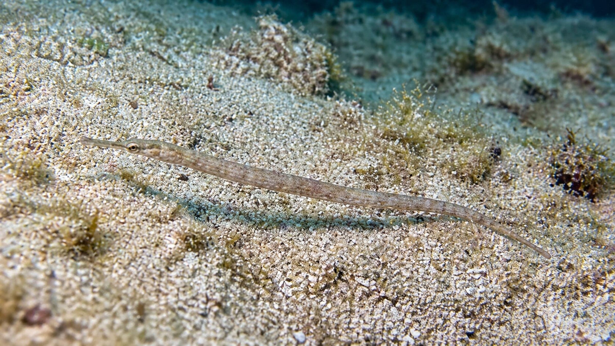 Photo of Pipefish