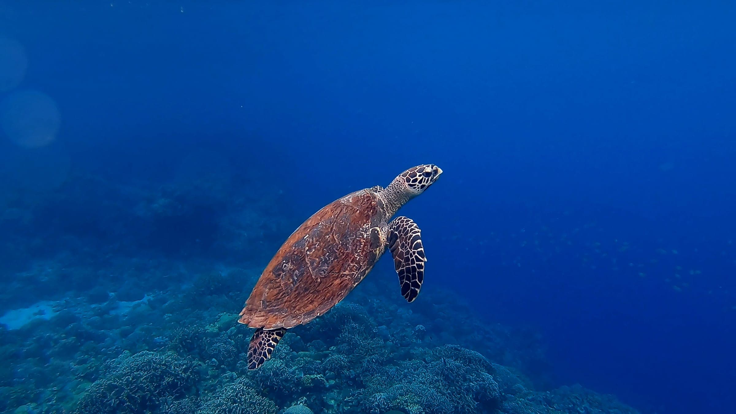 brown turtle in sea