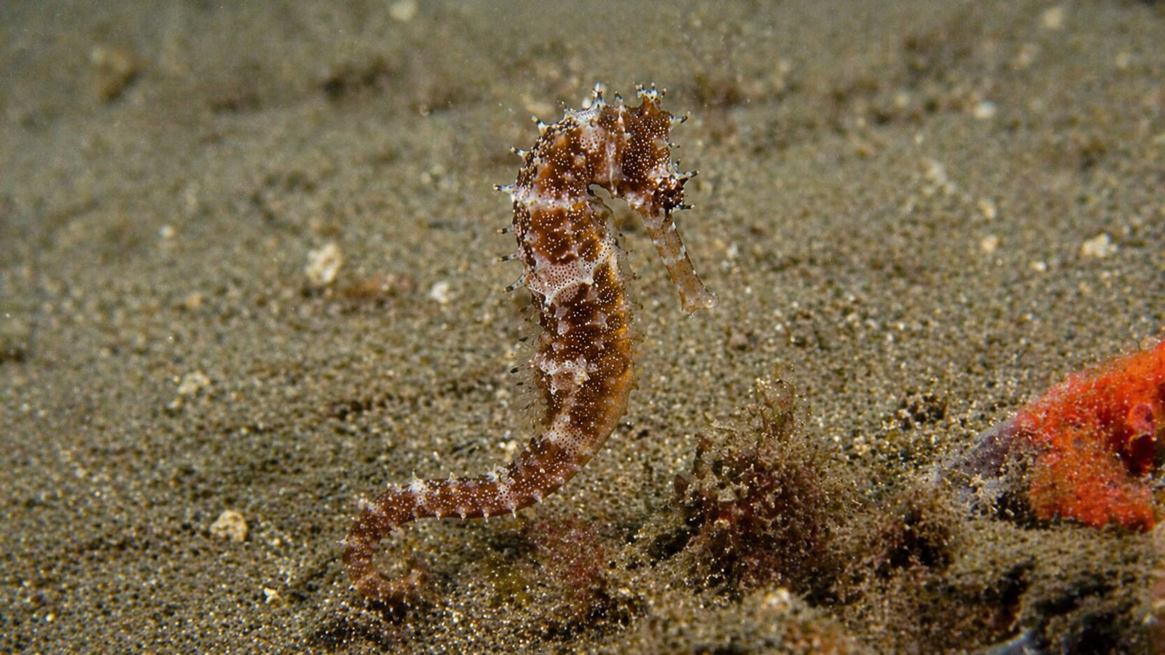 Photo of Spiny Seahorse