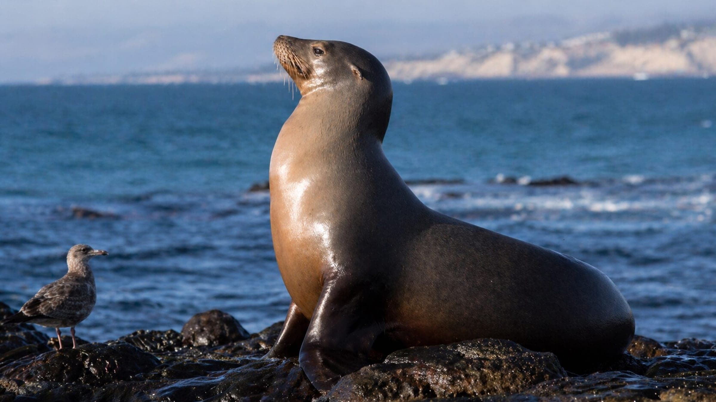 Photo of Sea Lion