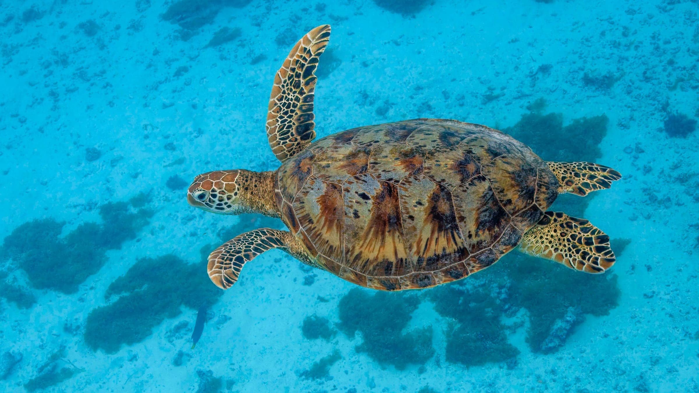 Green sea turtle ( Chelonia mydas ), Moorea, French Polynesia
