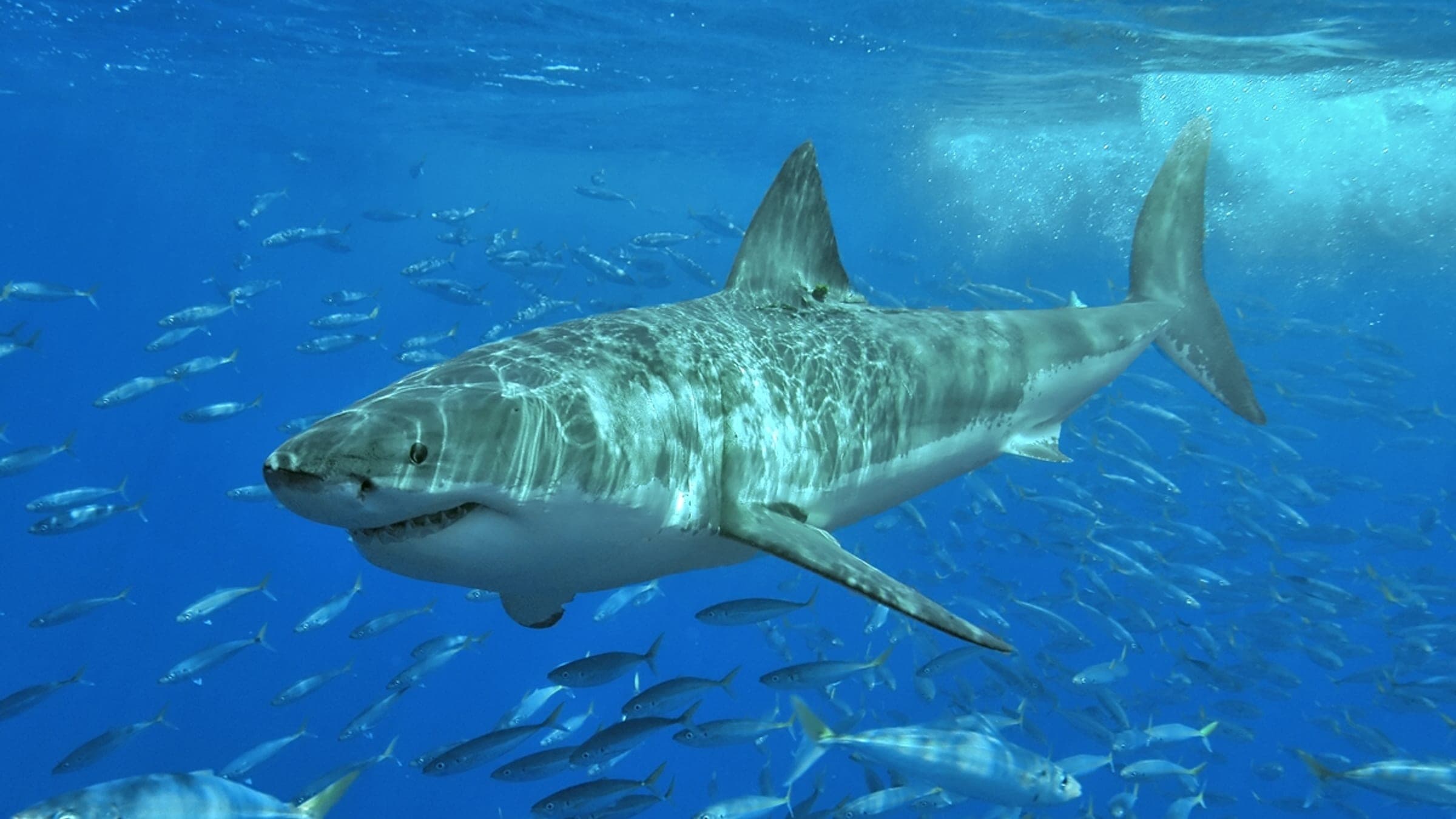 Great white shark at Isla Guadalupe, Mexico, August 2006. Shot with Nikon D70s in Ikelite housing, in natural light. Animal estimated at 11-12 feet (3.3 to 3.6 m) in length, age unknown.