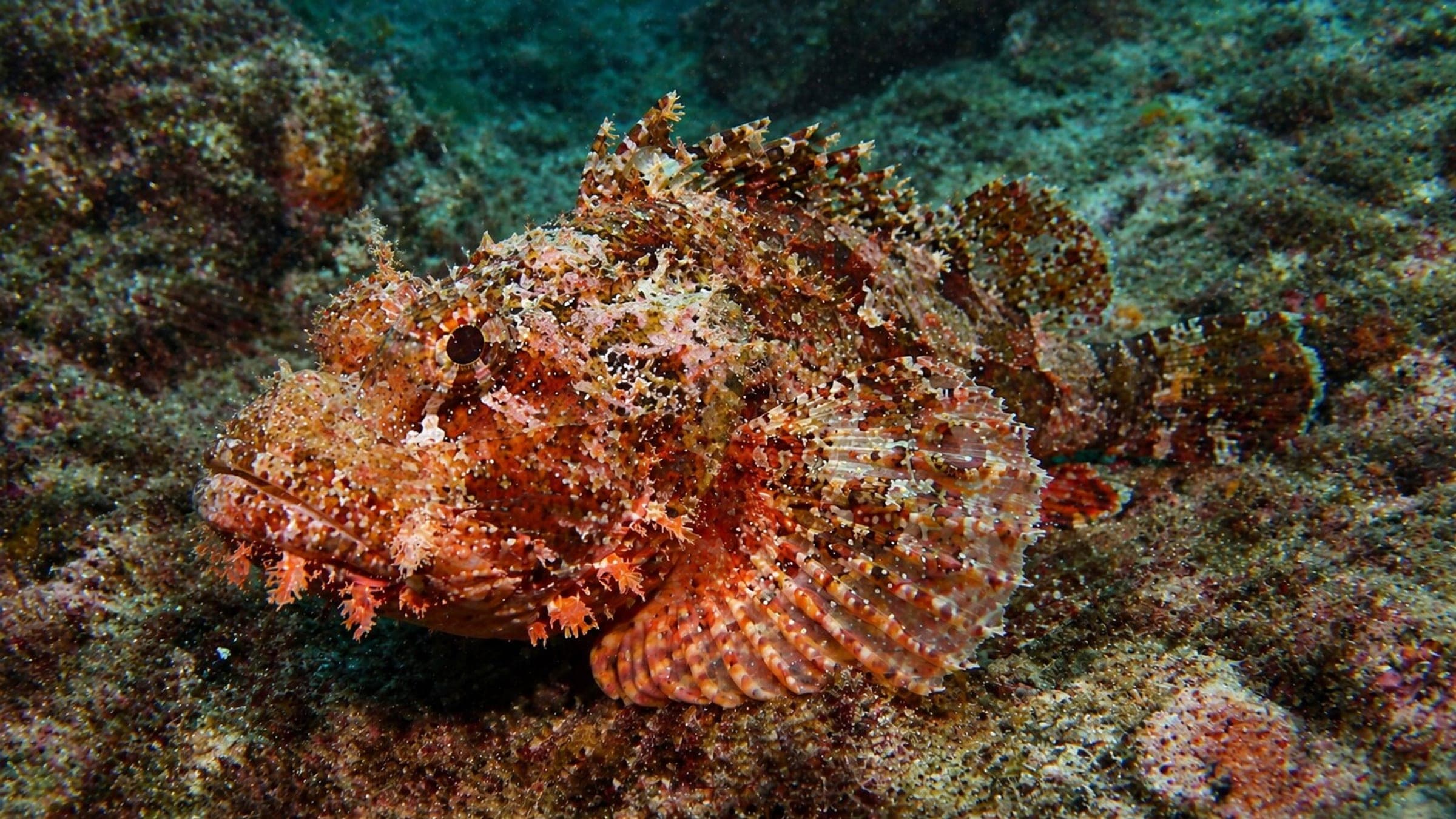 Photo of Scorpionfish