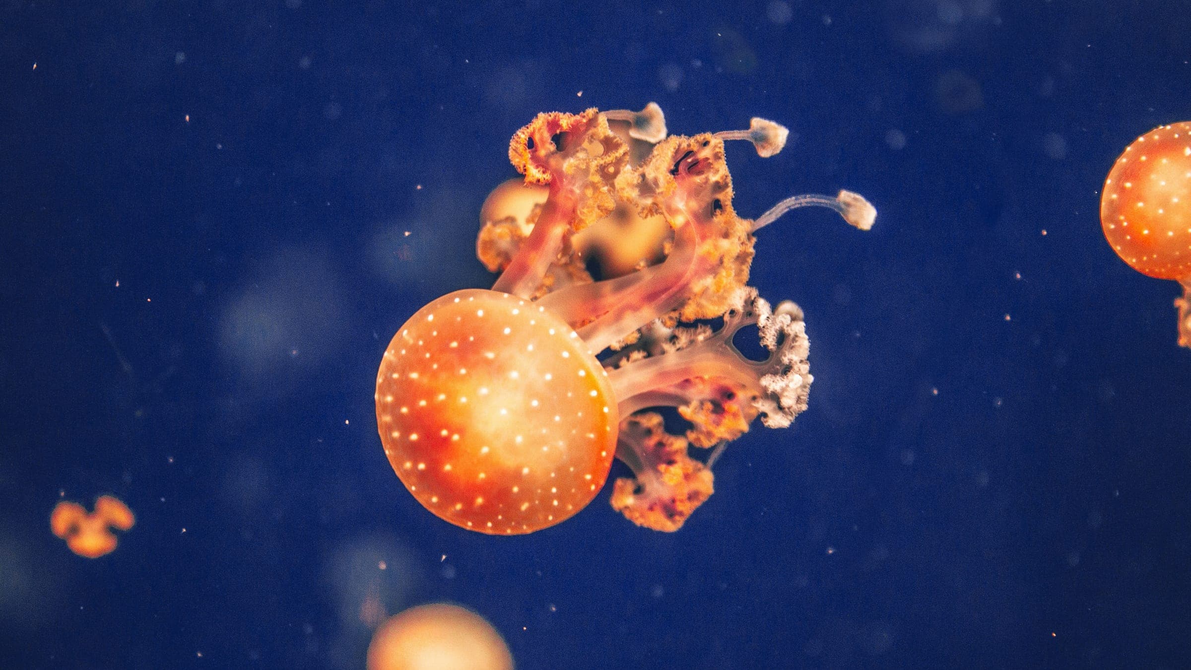 orange and white jellyfish in water