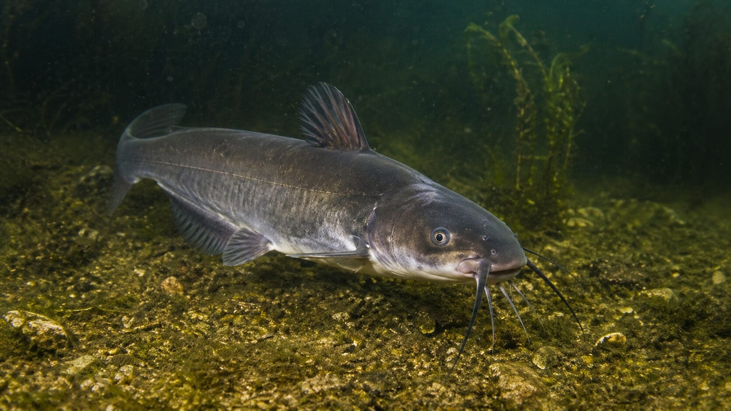 Photo of Catfish