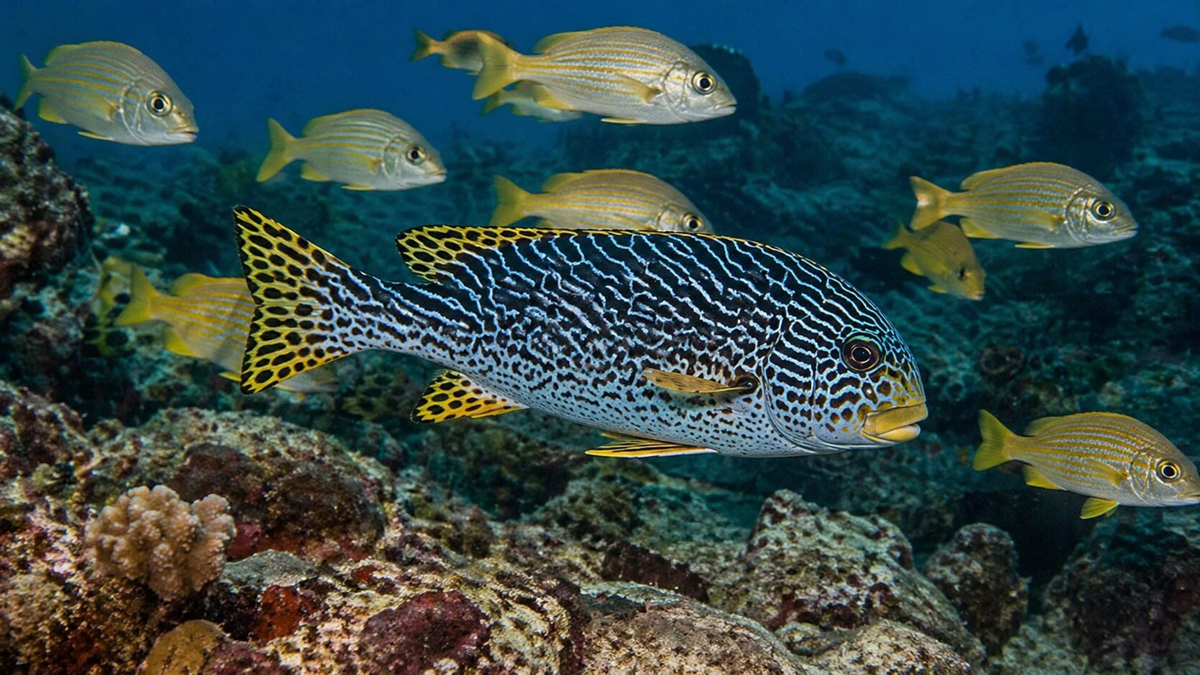 Photo of Sweetlips and Grunts