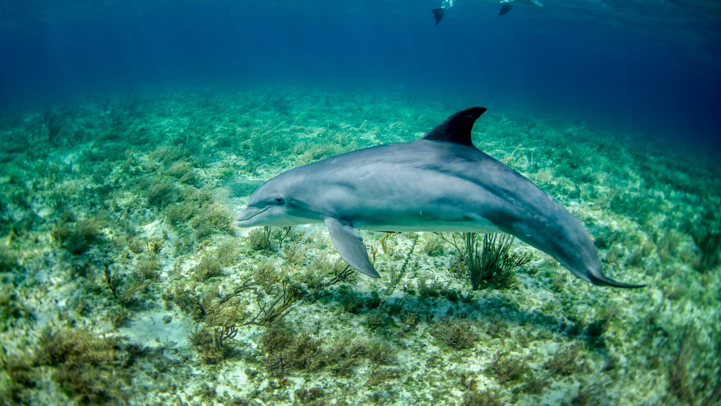dolphin in body of water