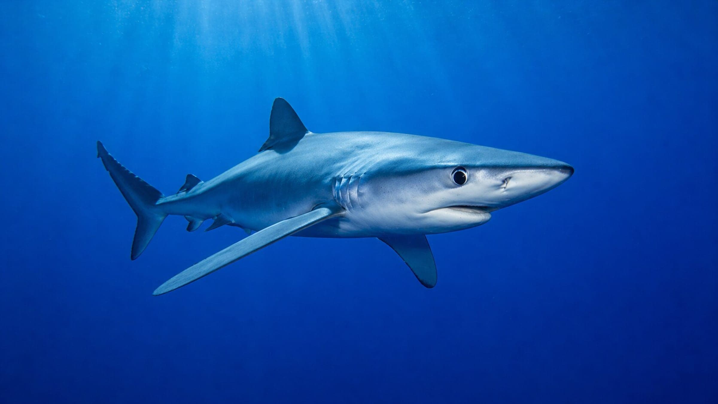 Photo of Blue Shark