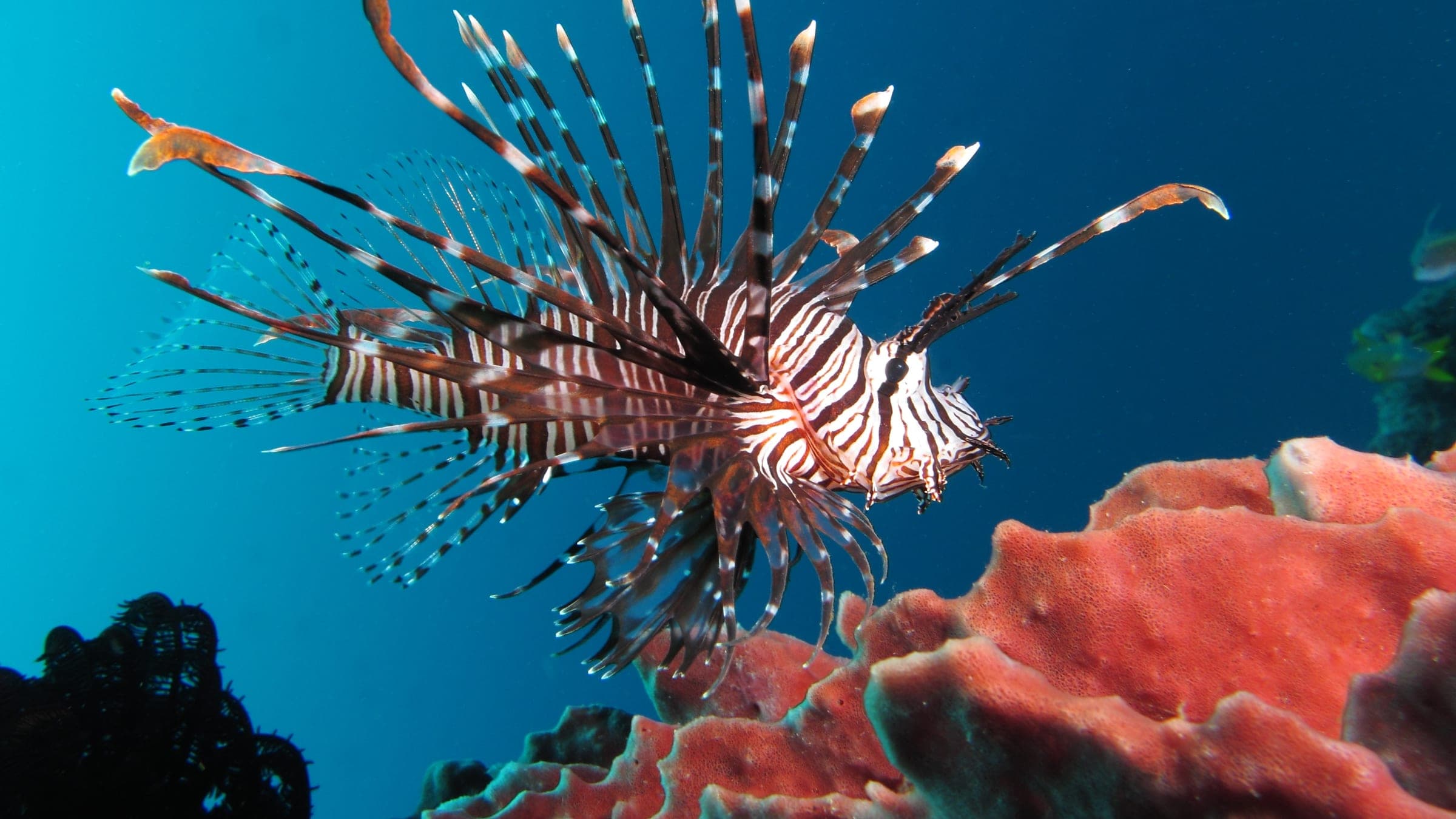 Red lionfish (Pterois volitans) near Gilli Banta Island (near Komodo, Indonesia)