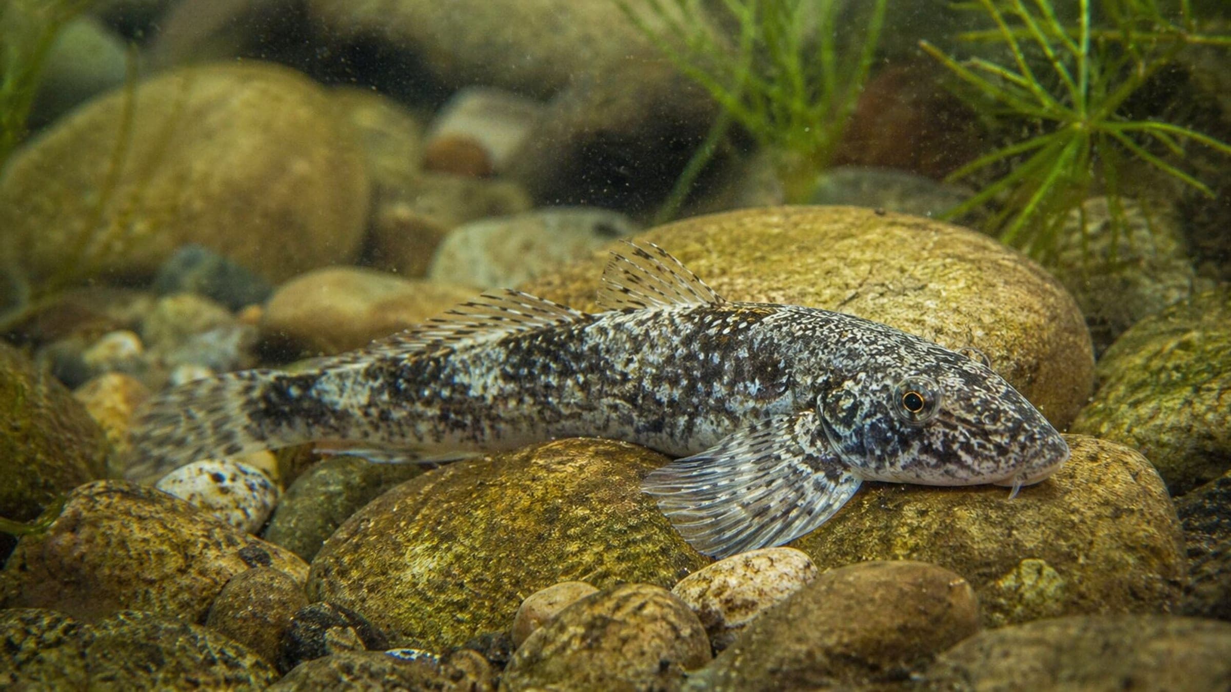 Photo of Loach Goby