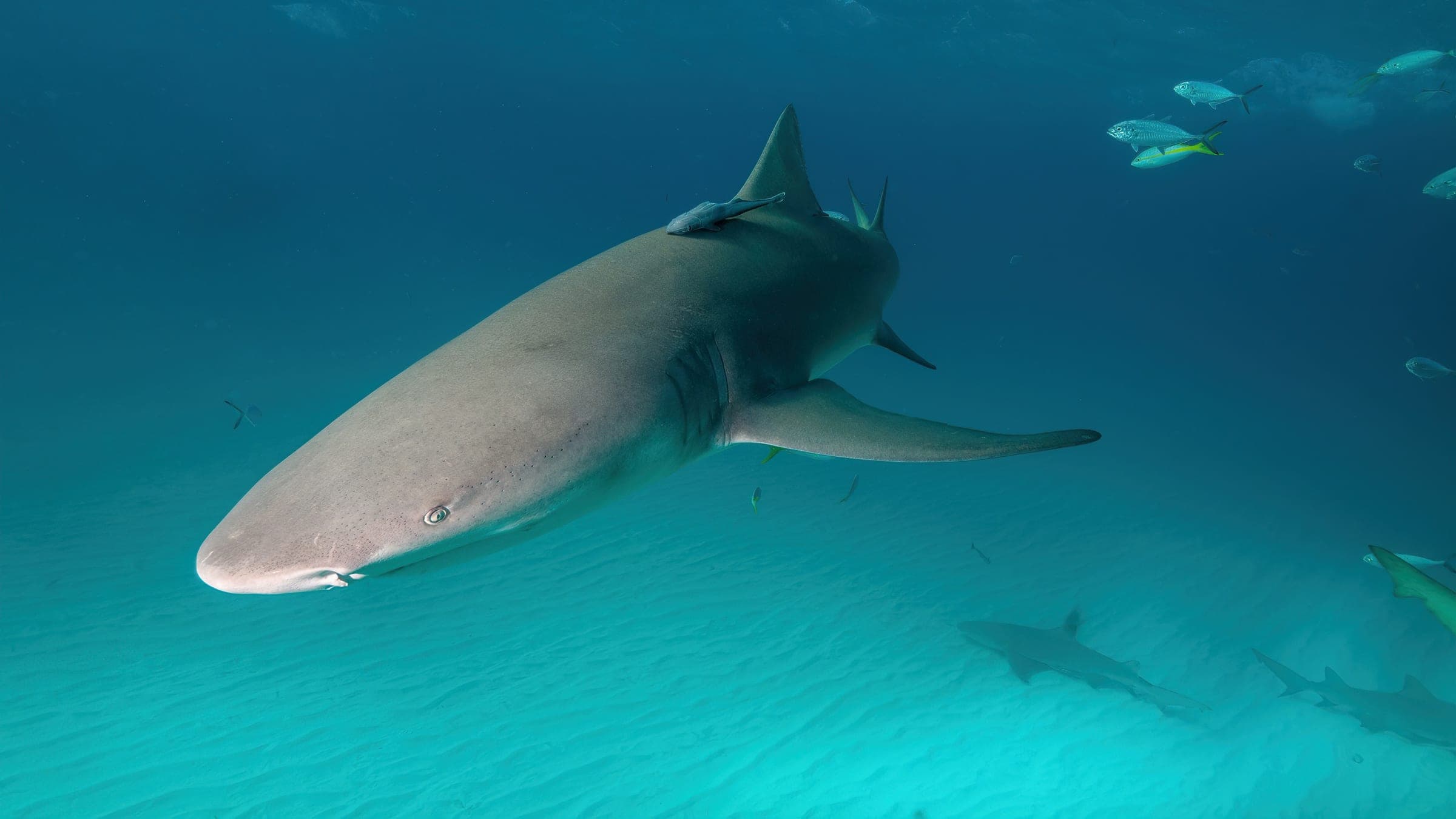 gray shark under water during daytime