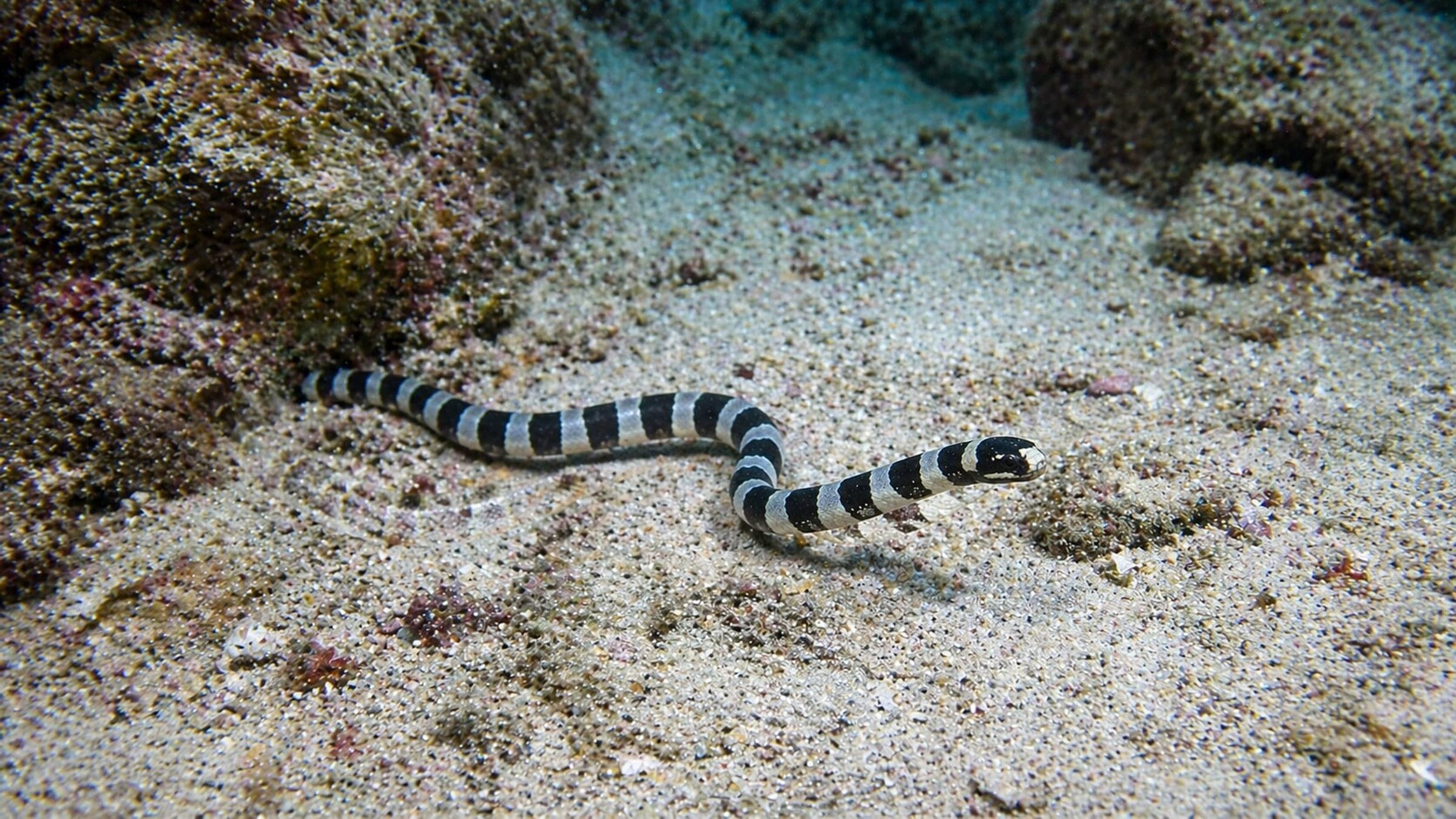 Photo of Snake Eel