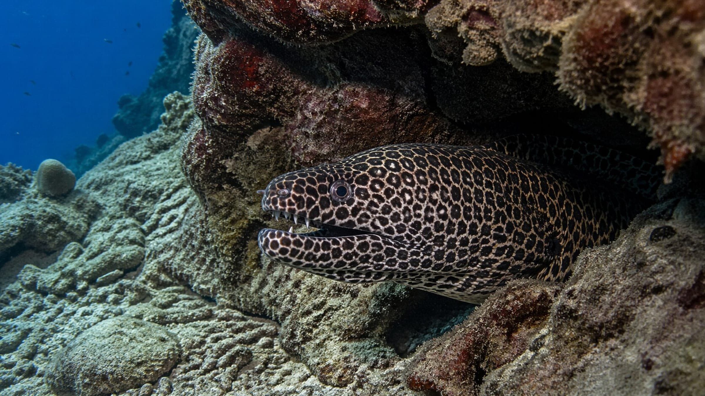 Foto de la morena pantera (morena dragón)