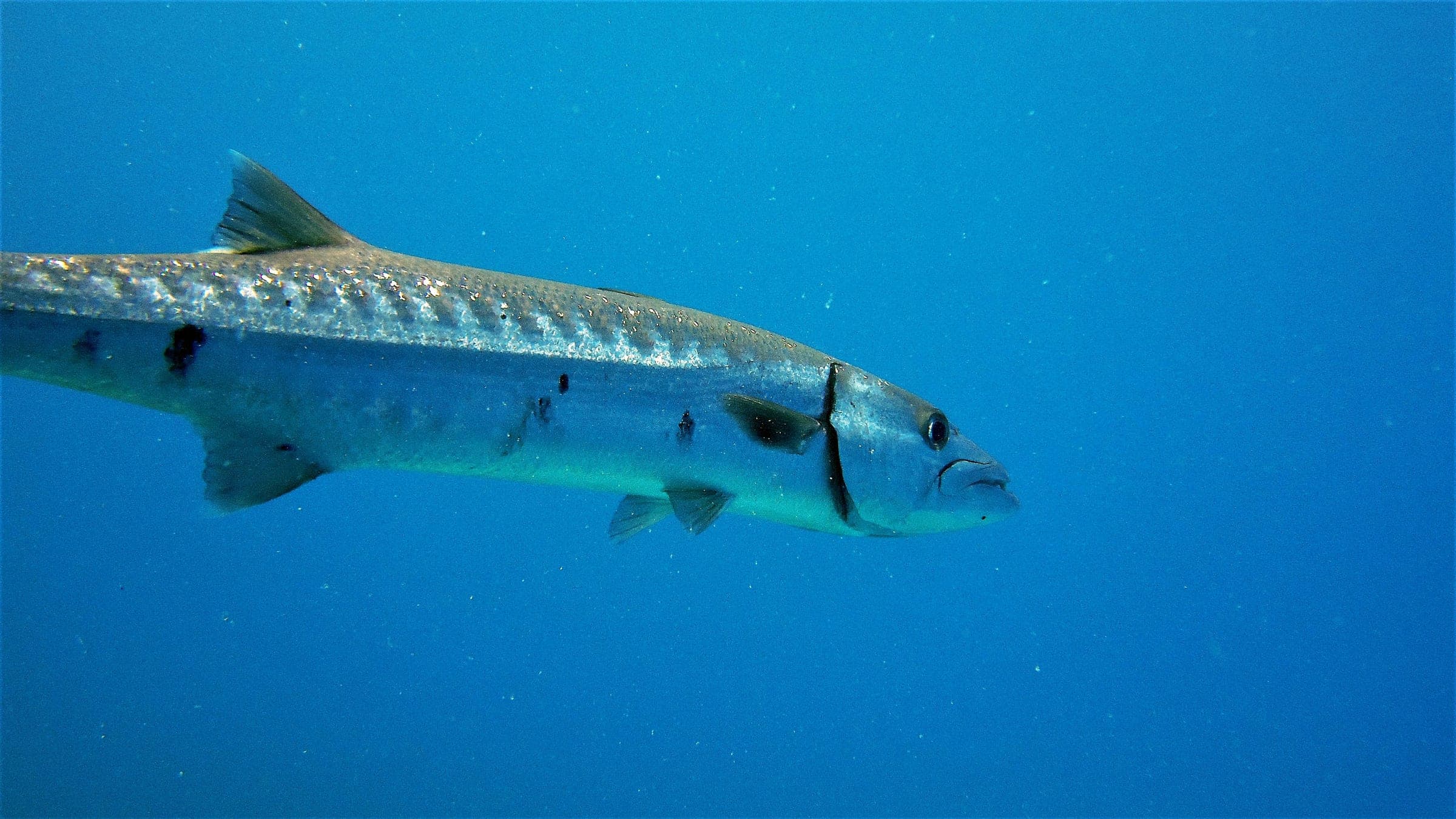 a fish that is swimming in the water