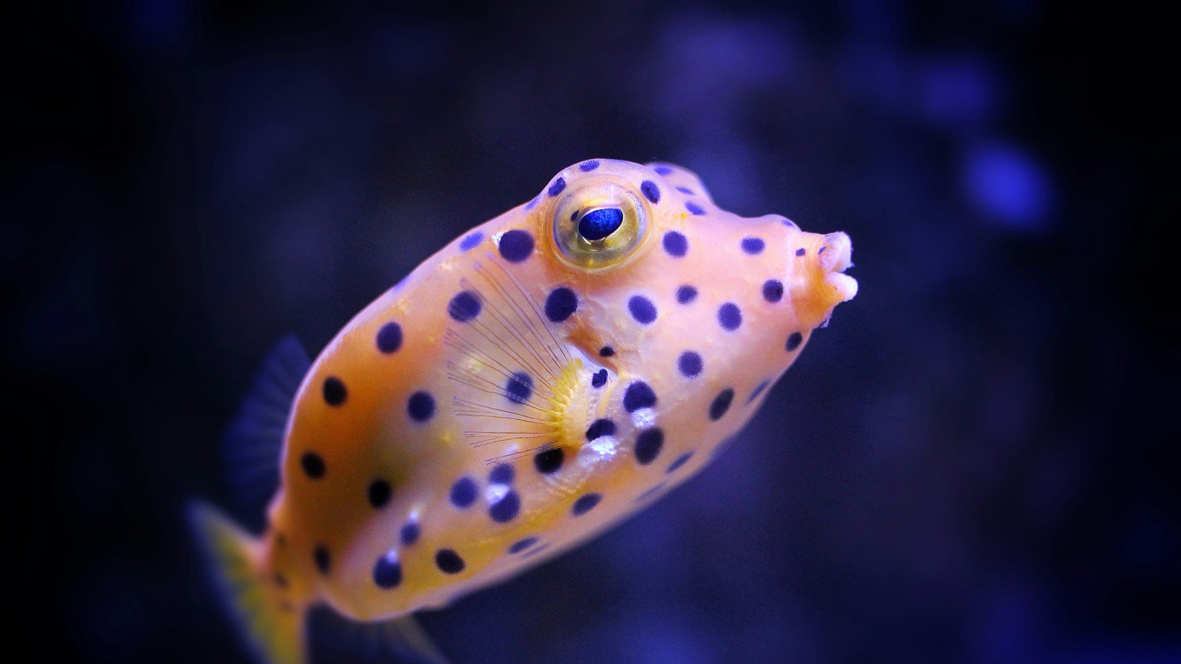 a yellow and black spotted fish in an aquarium