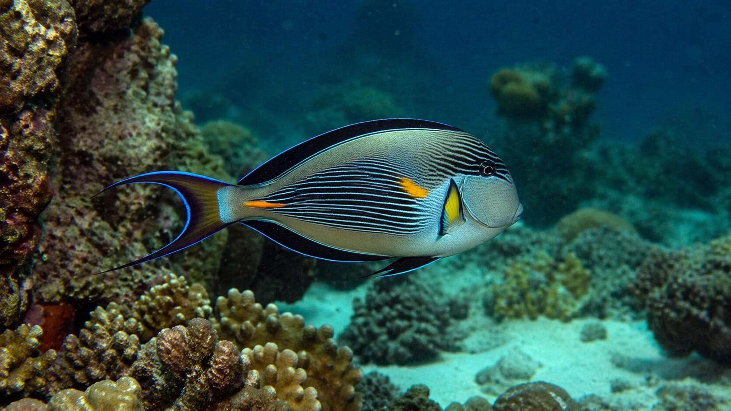 Photo of Surgeonfish