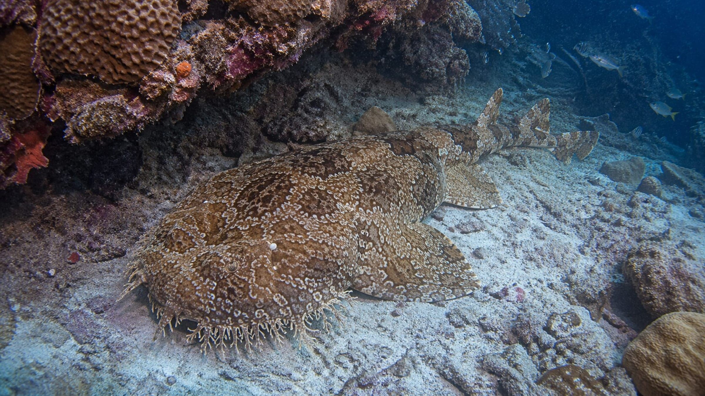 Photo of Wobbegong