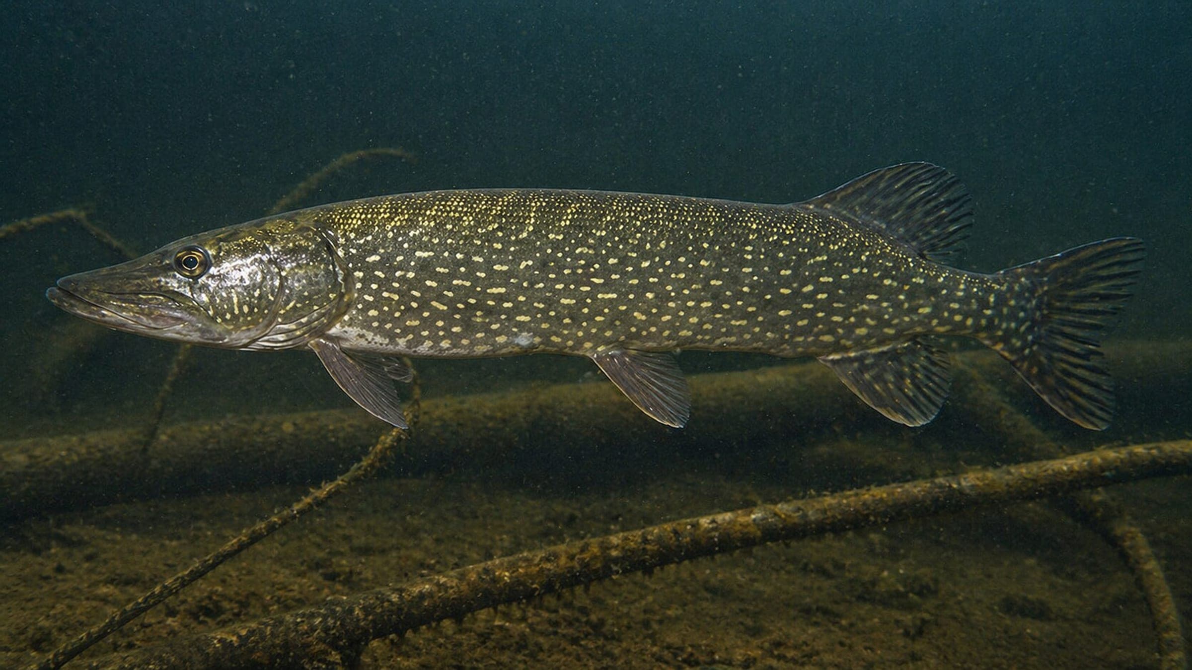 Photo of Pike
