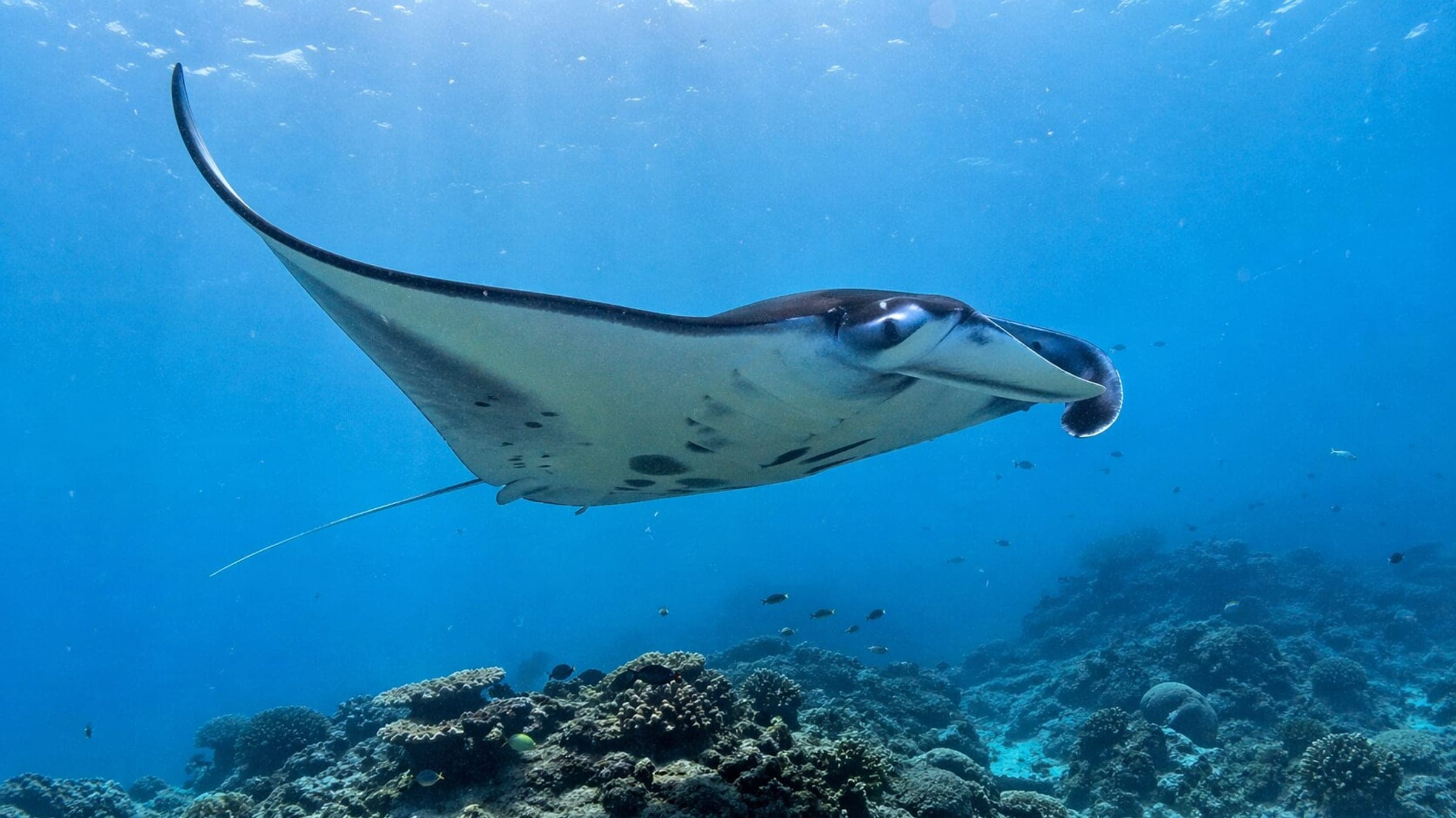 Photo of Reef Manta Ray