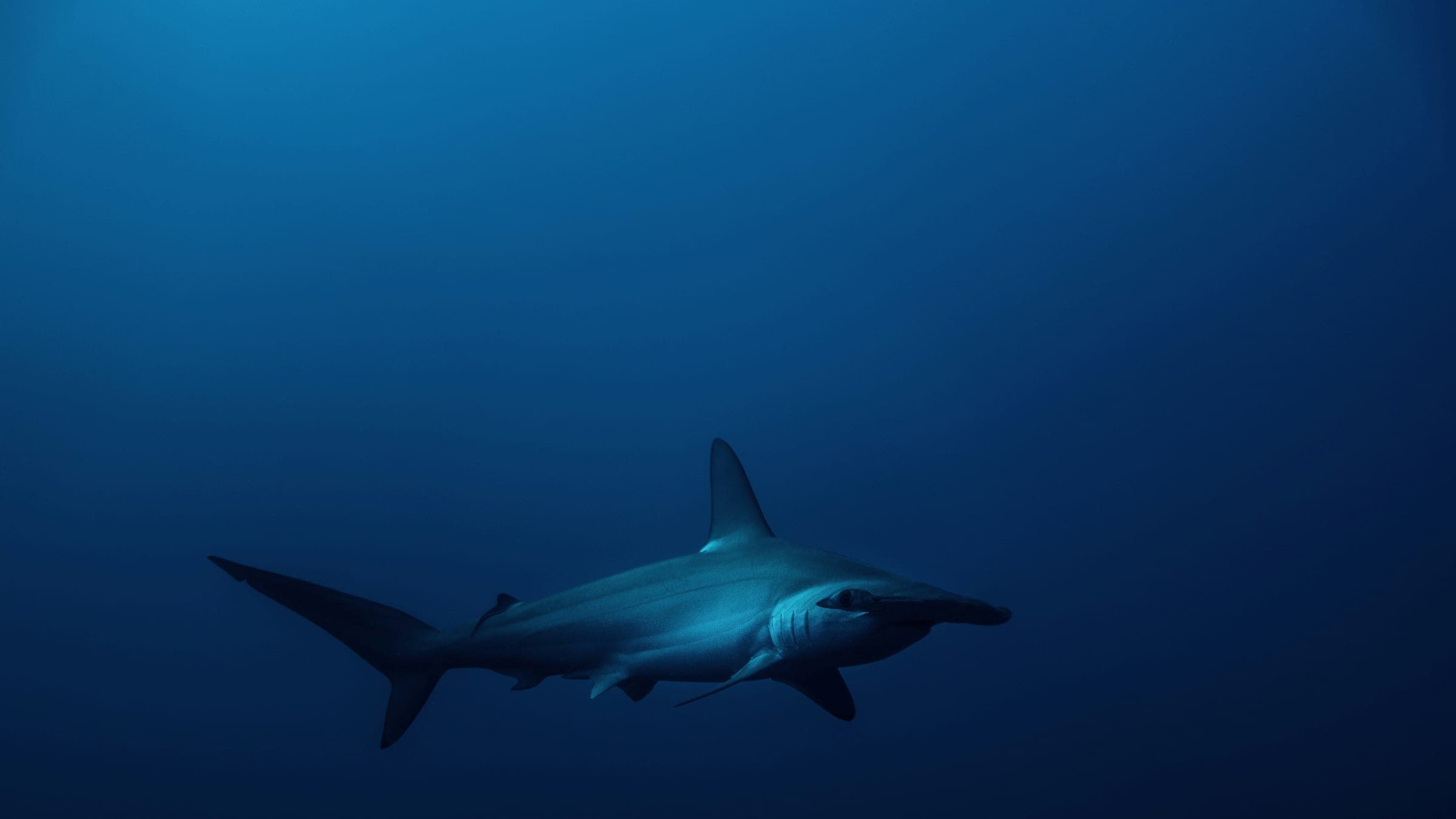 white shark under blue sky