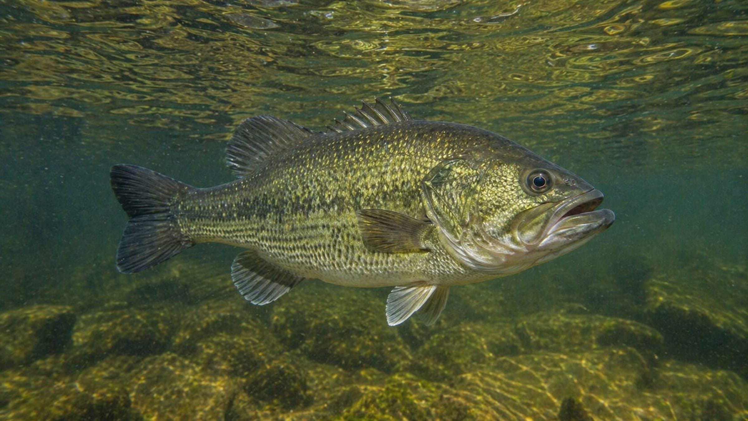 Photo of Bass