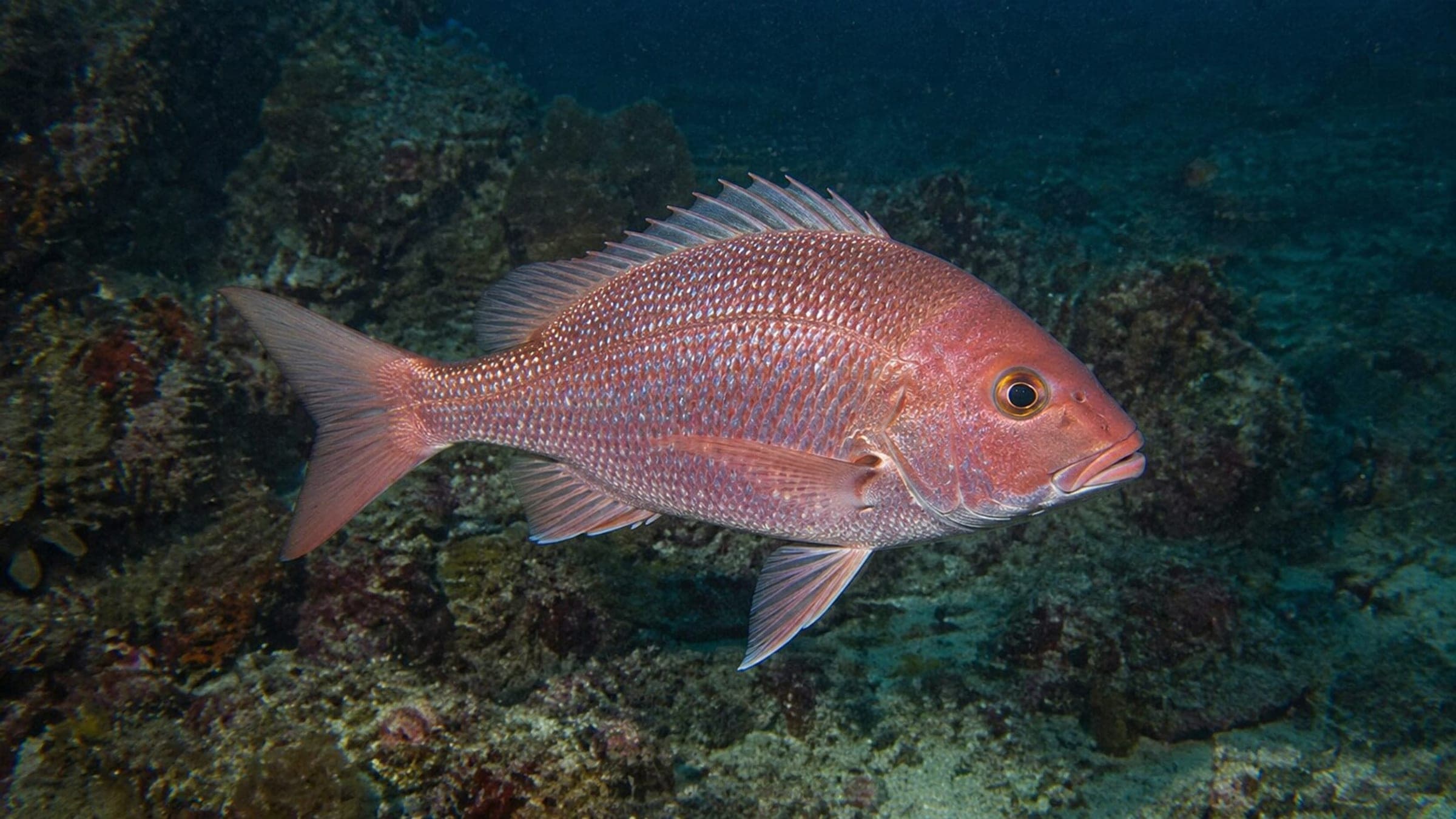 Photo of Snapper
