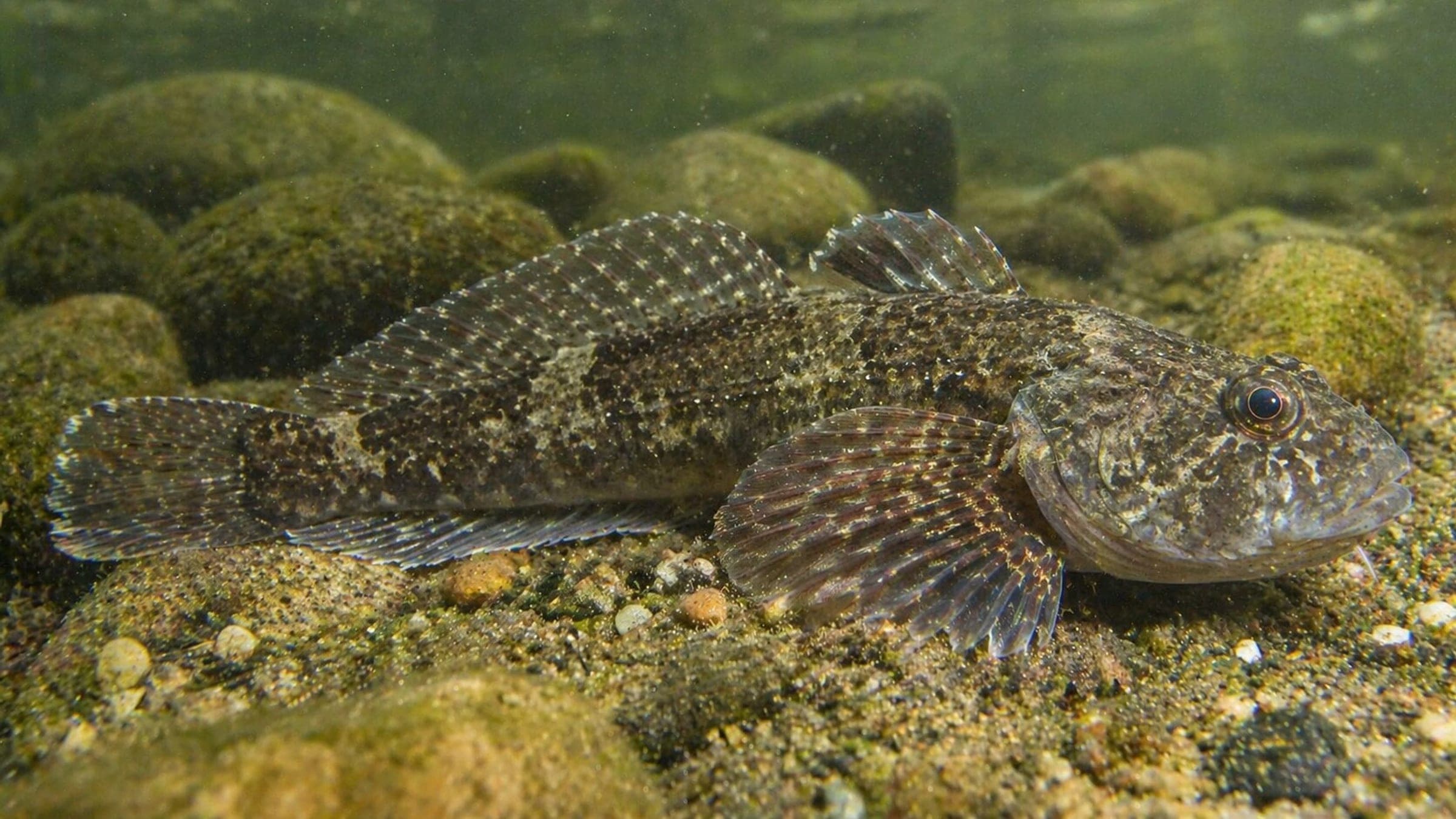 Photo of European Bullhead