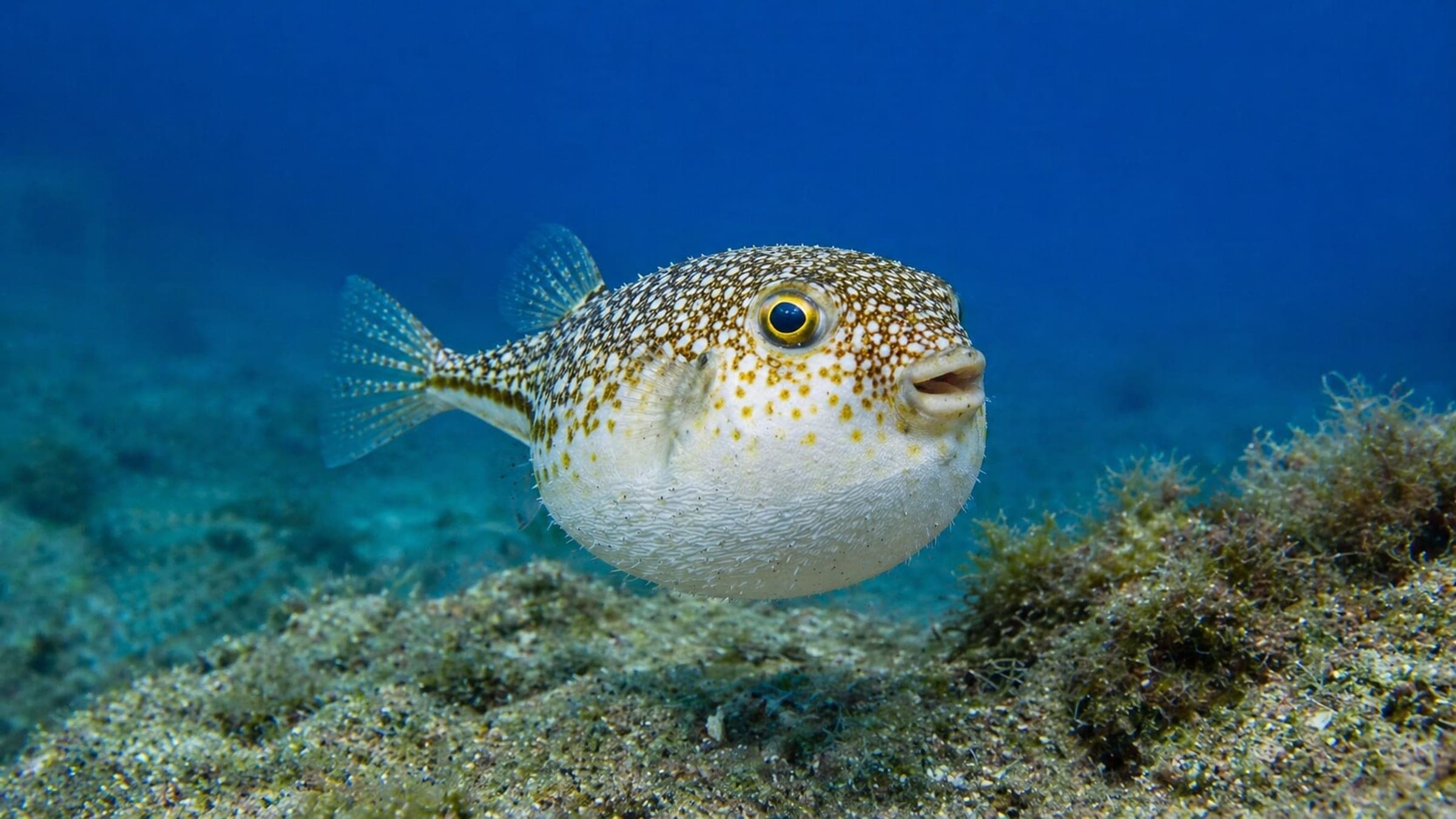 Photo of Pufferfish