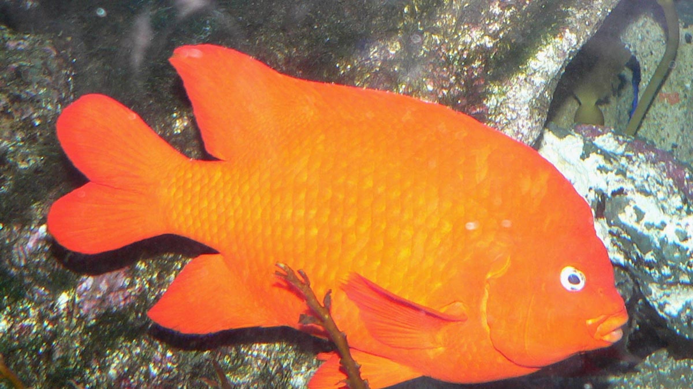 Photo of Hypsypops rubicundus (garibaldi) at the Birch Aquarium in San Diego