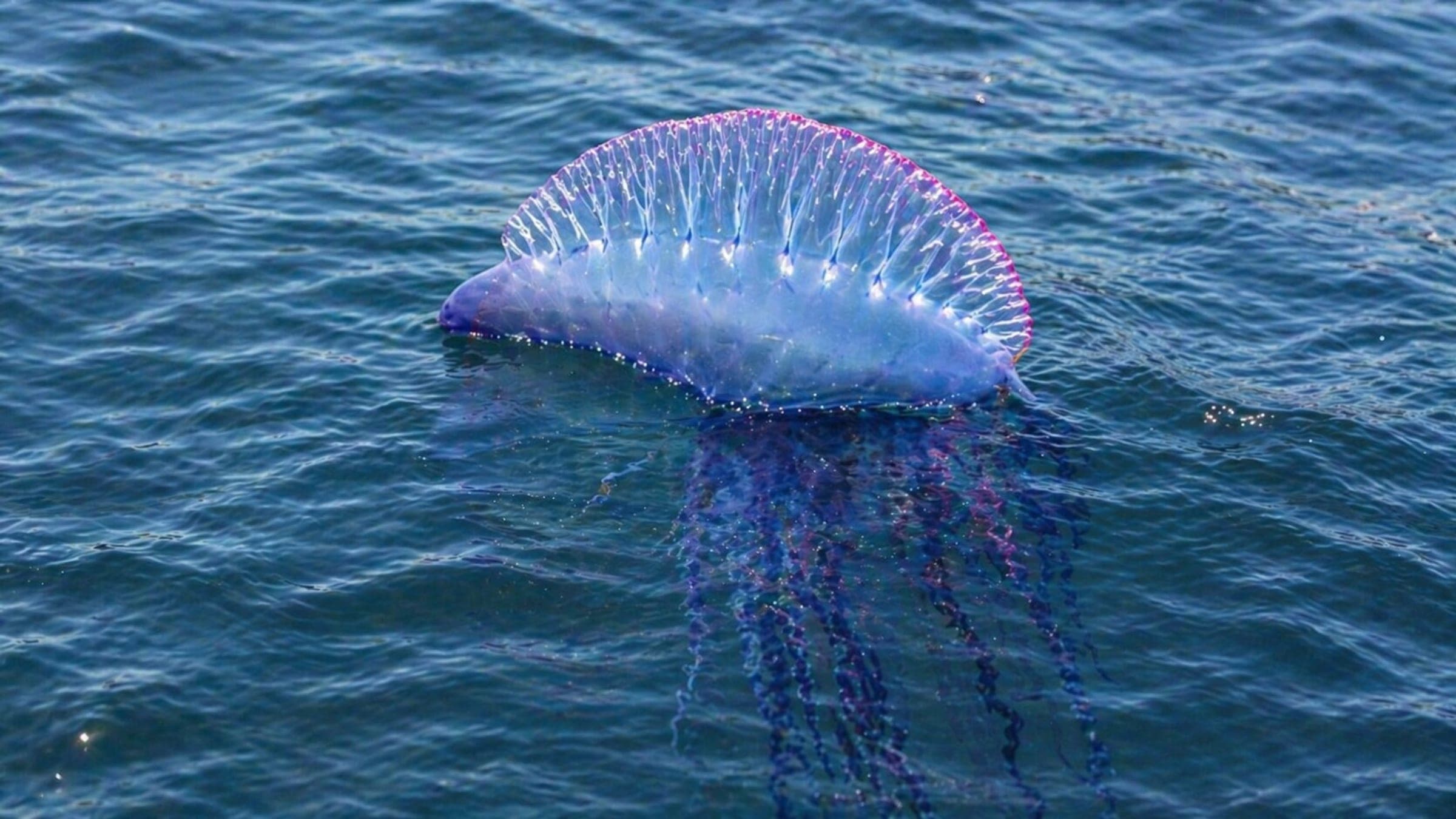 Photo of Portuguese Man o'War