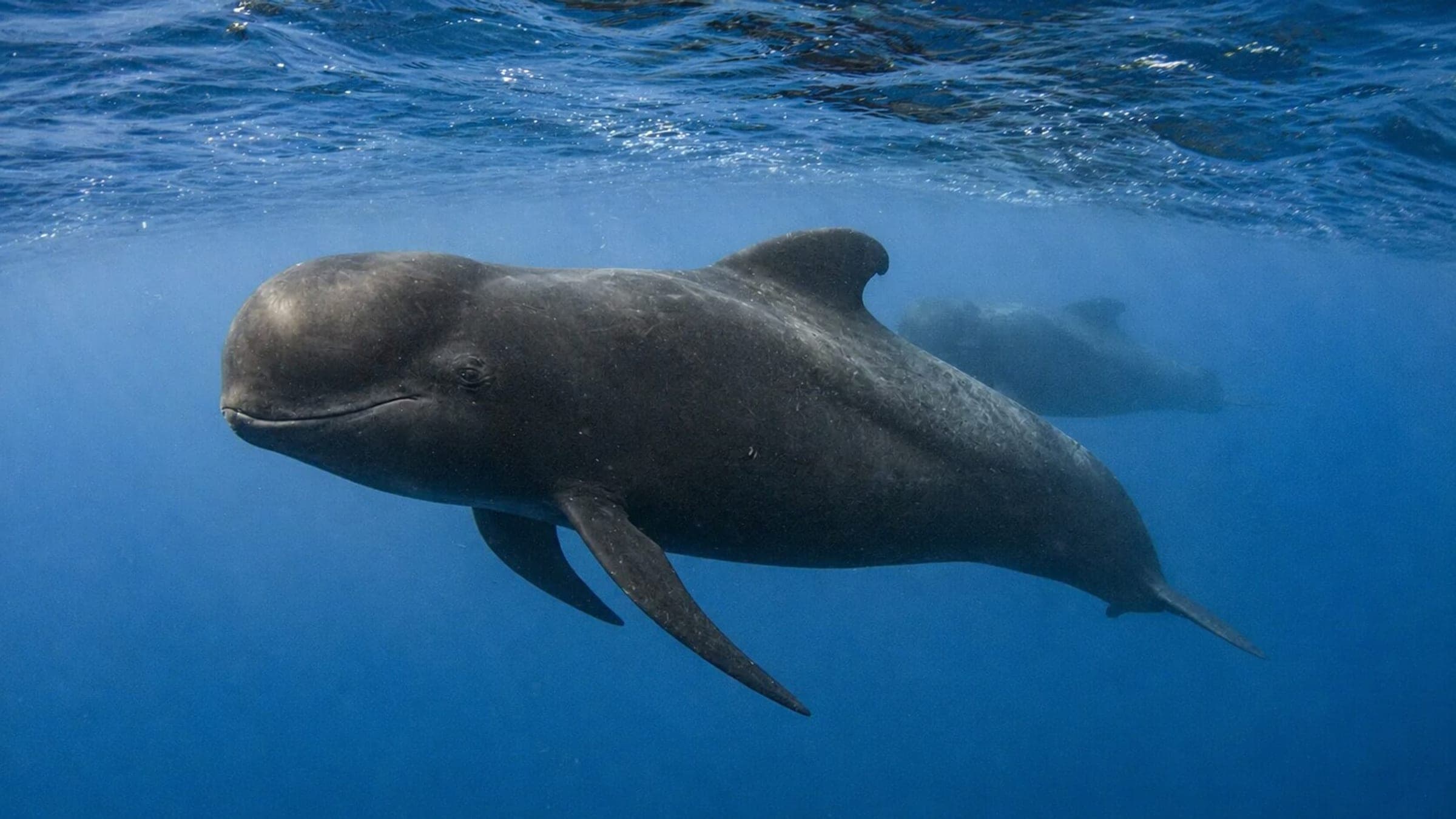 Photo of Pilot Whale