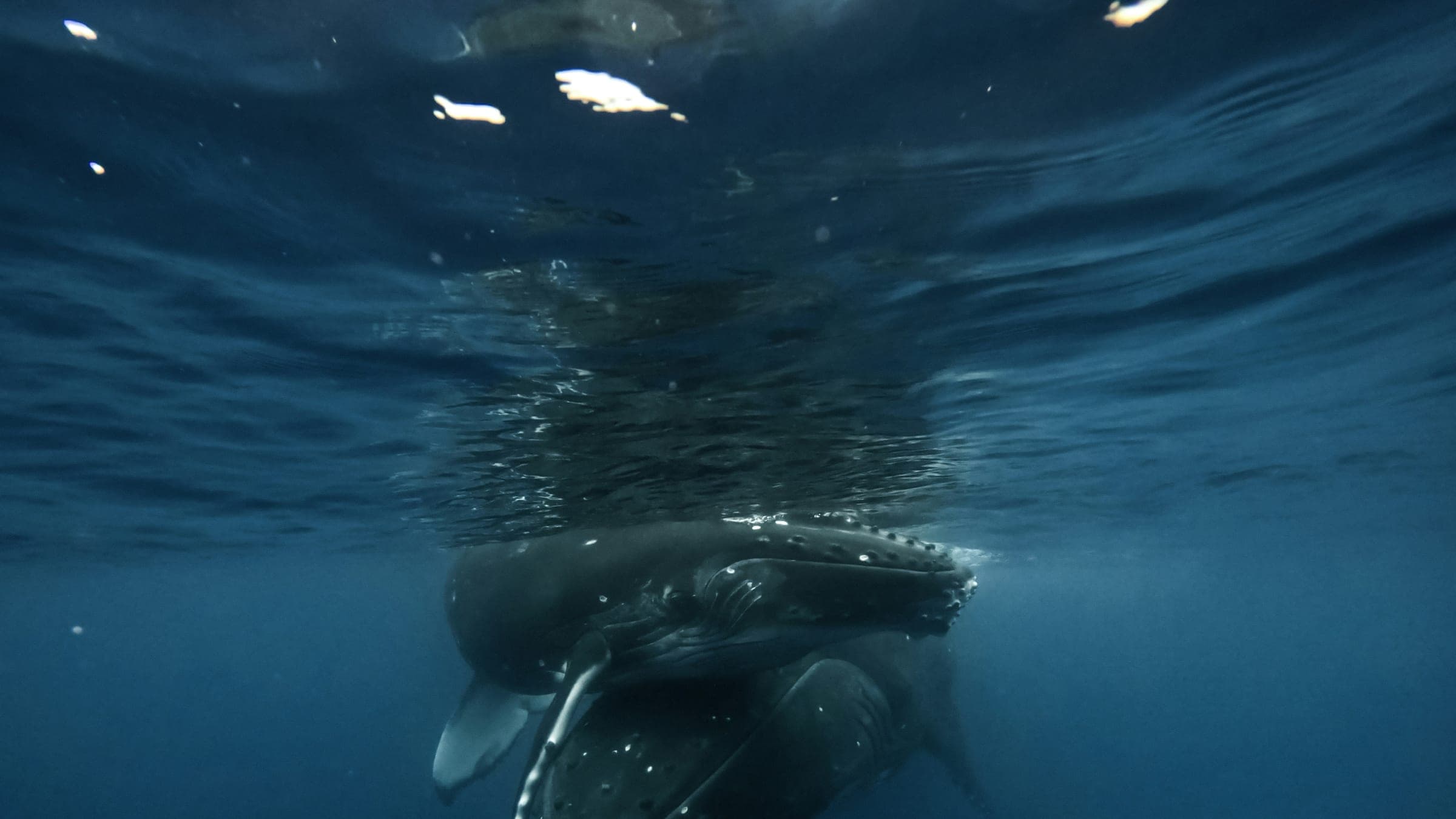 a humpback whale swimming in the ocean
