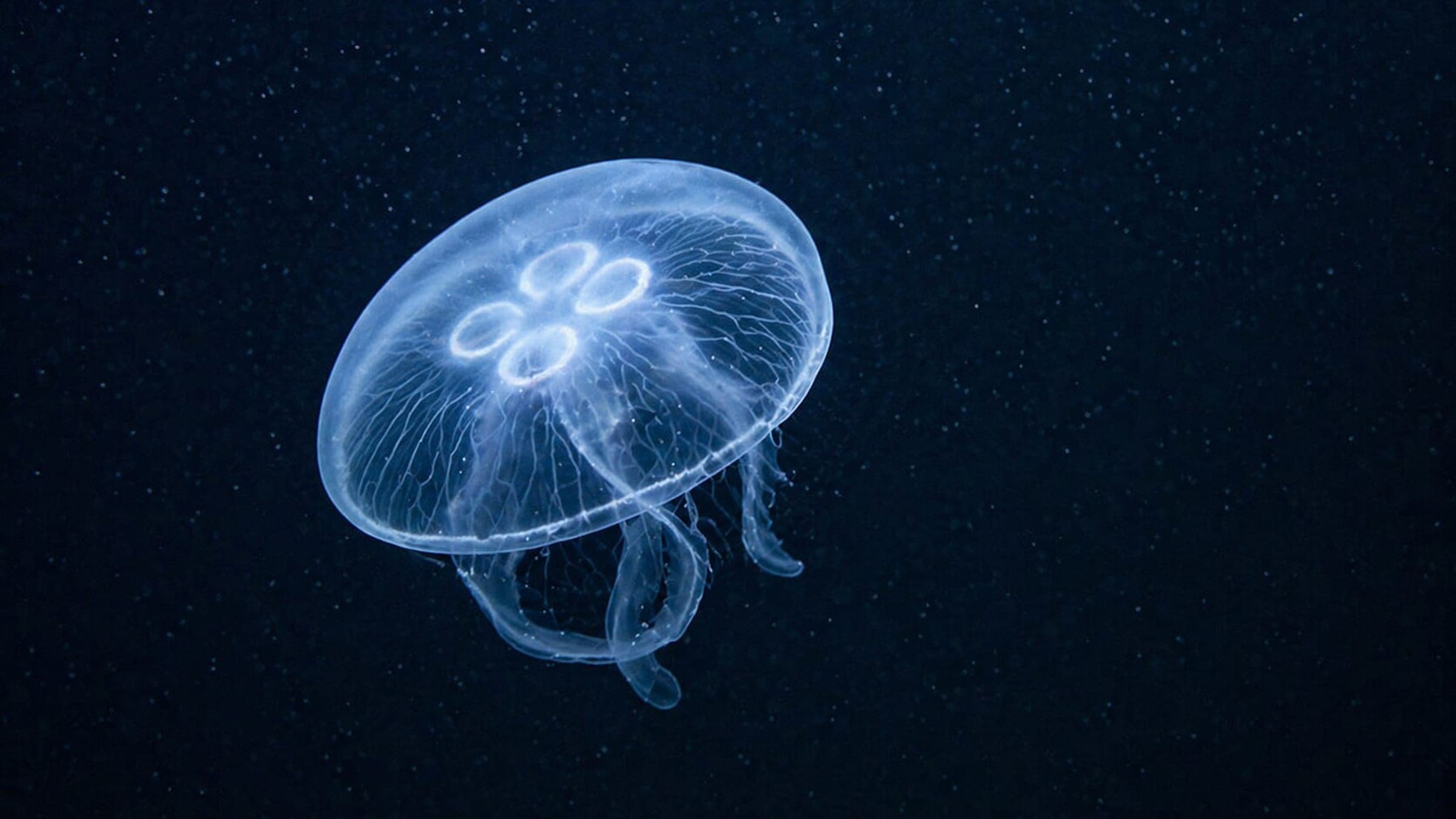 Photo of Moon Jellyfish