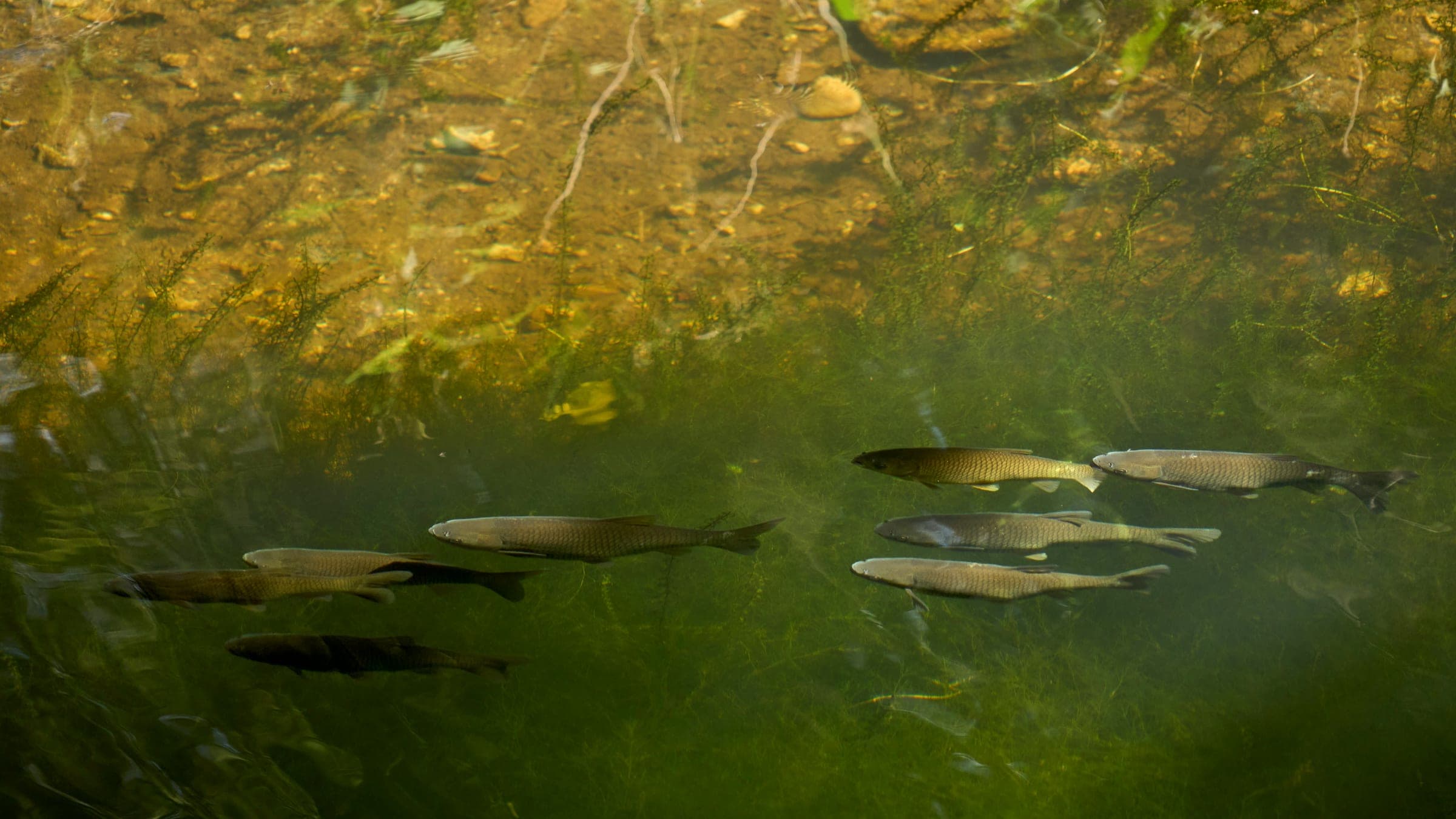 A school of fish swims in murky water